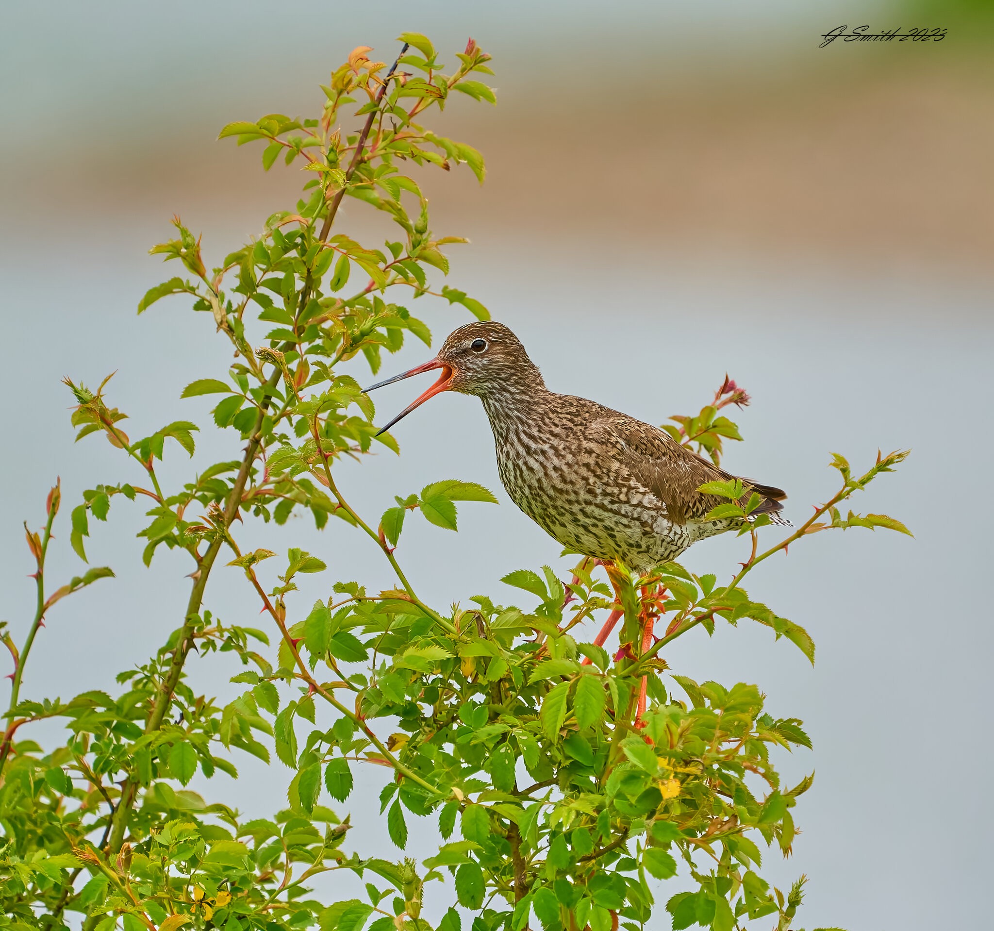 redshank 2023.jpg