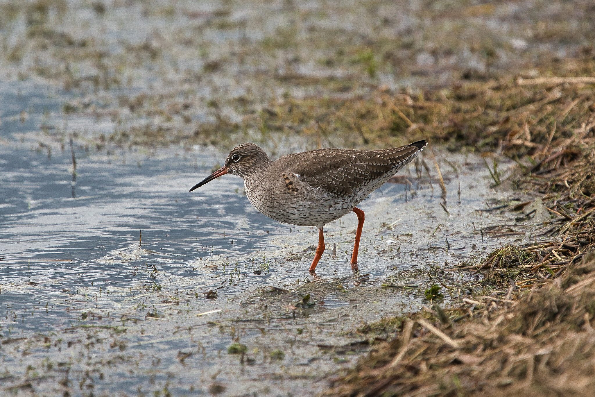 Redshank