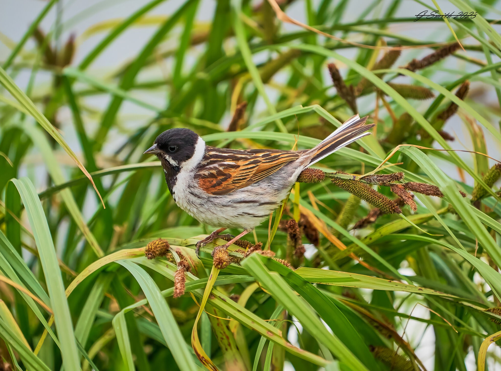 reed bunting 2023 14.jpg