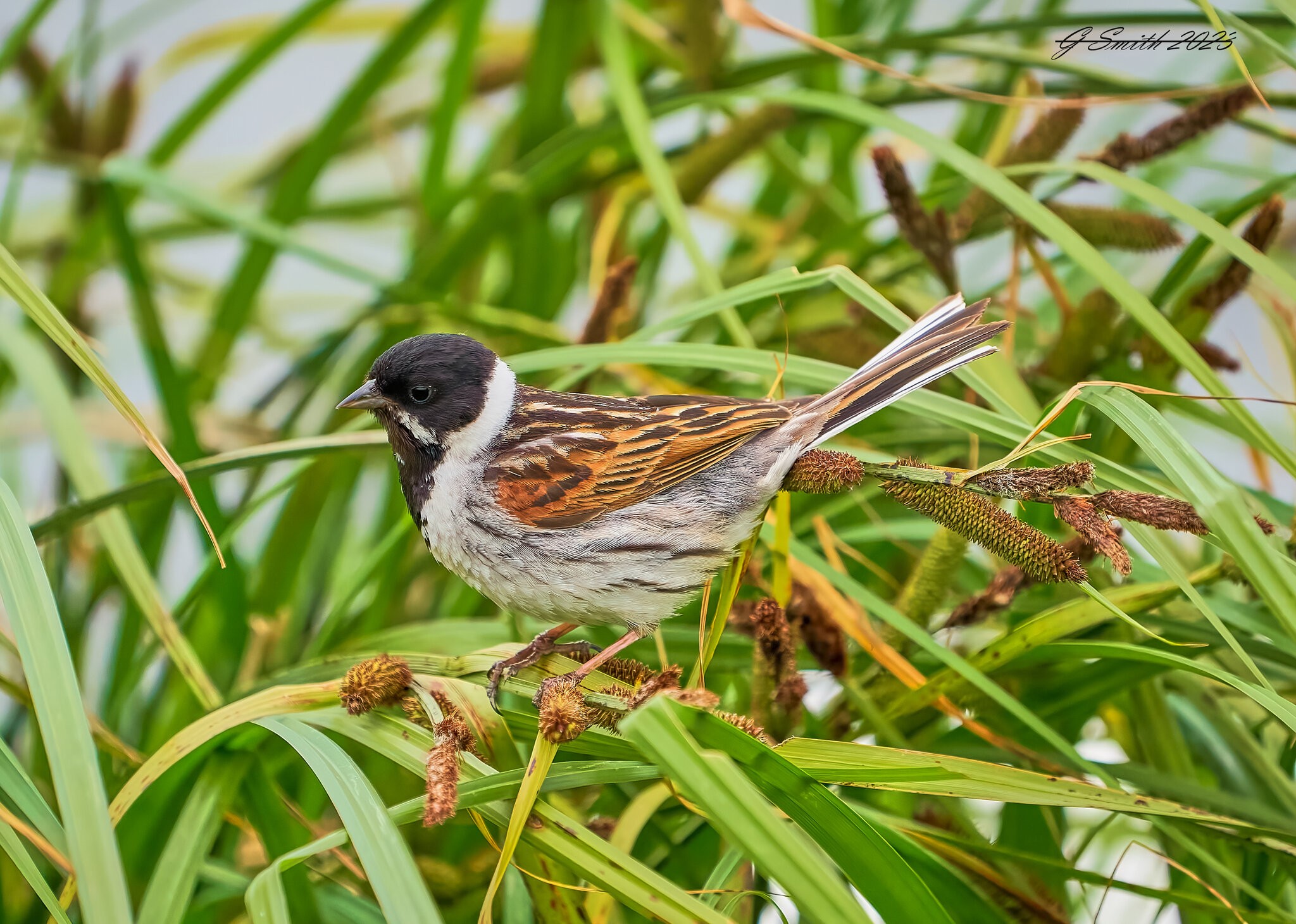 reed bunting 2023 15.jpg