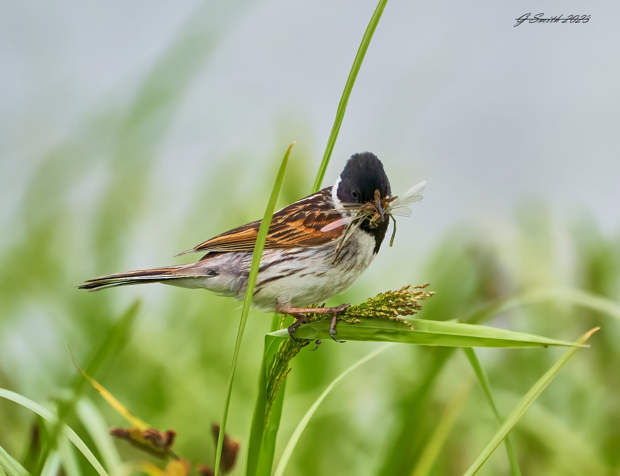 reed bunting 2023 16.jpg