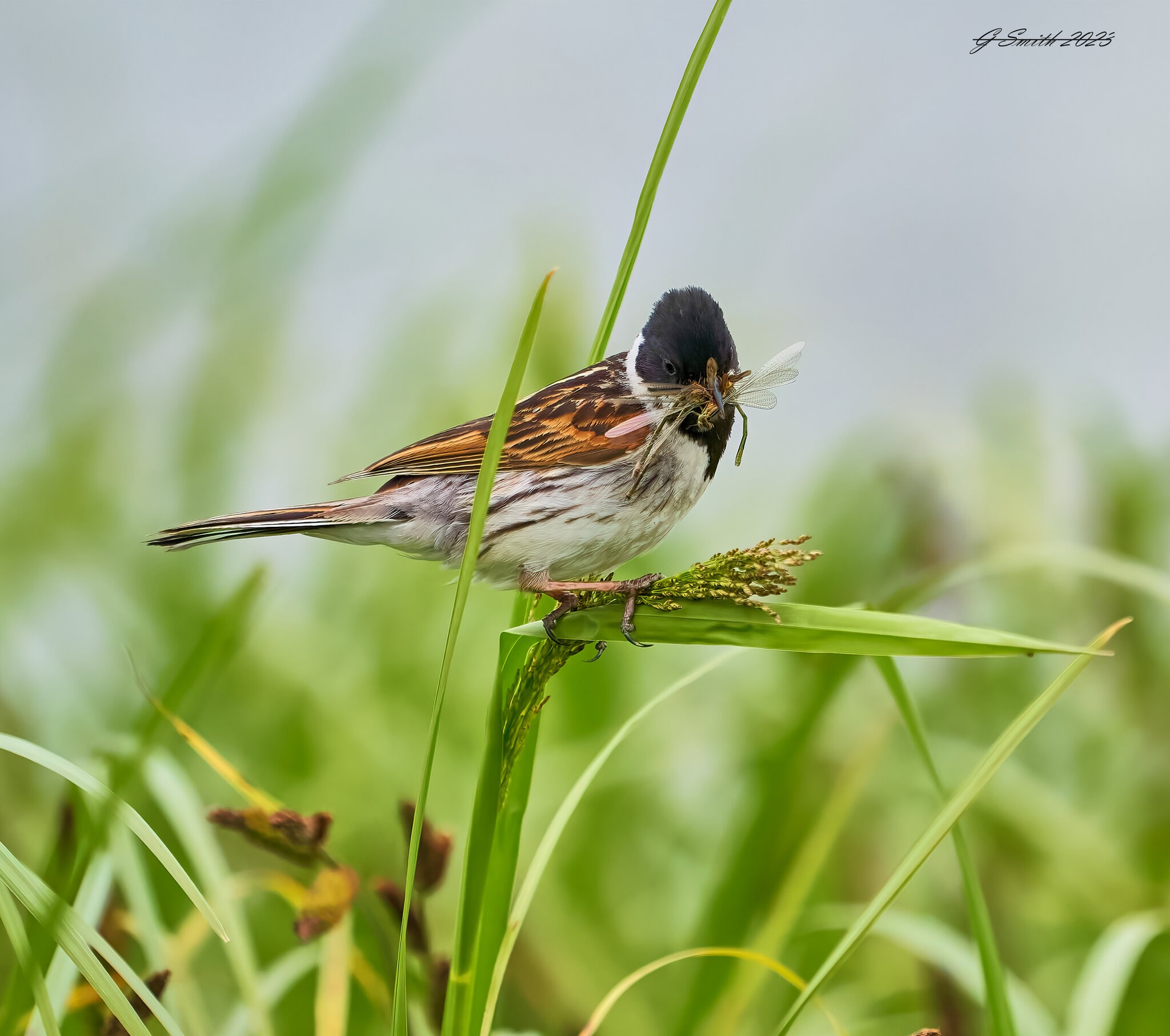 reed bunting 2023 17.jpg