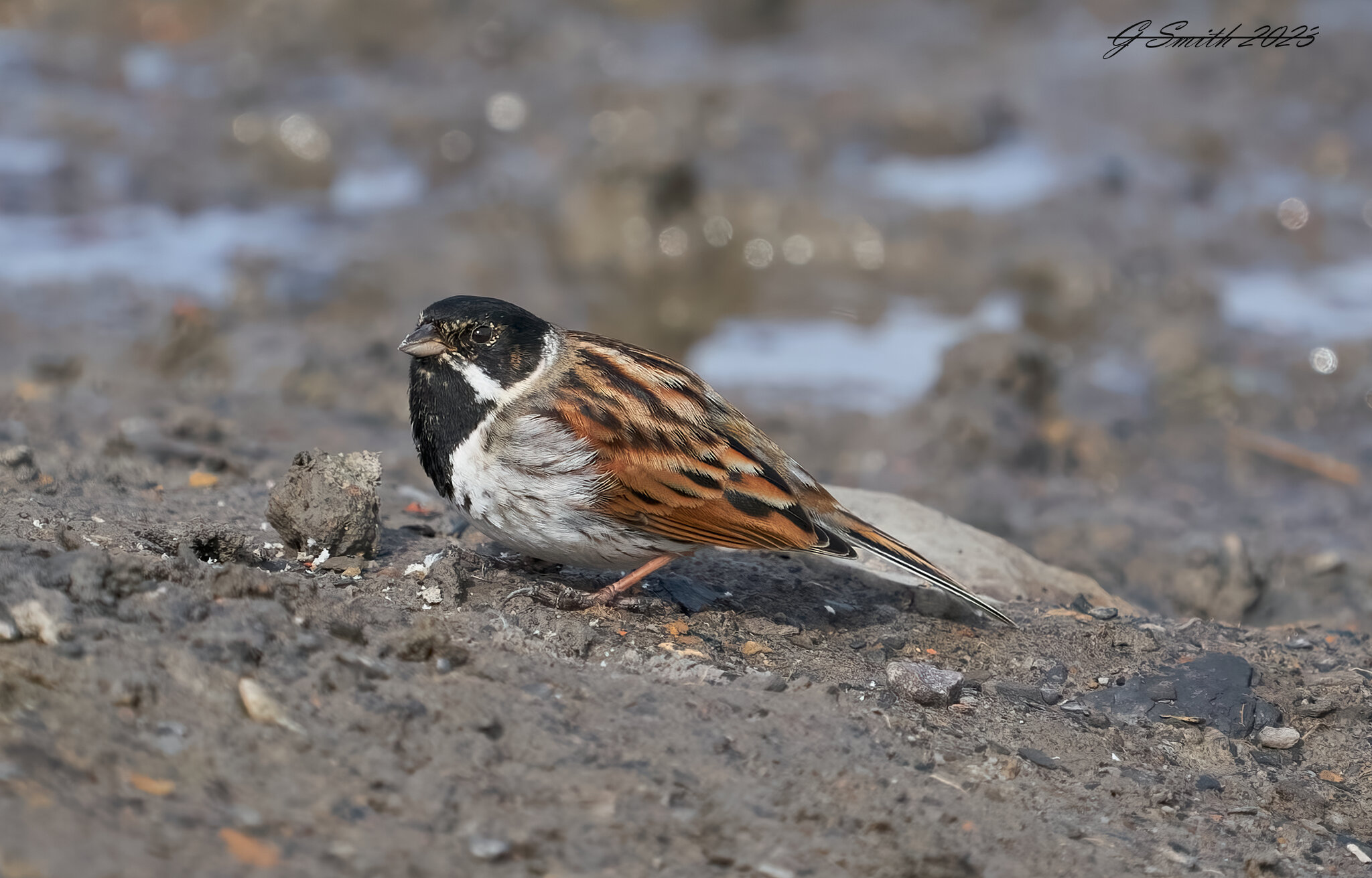 reed bunting 2023 3.jpg