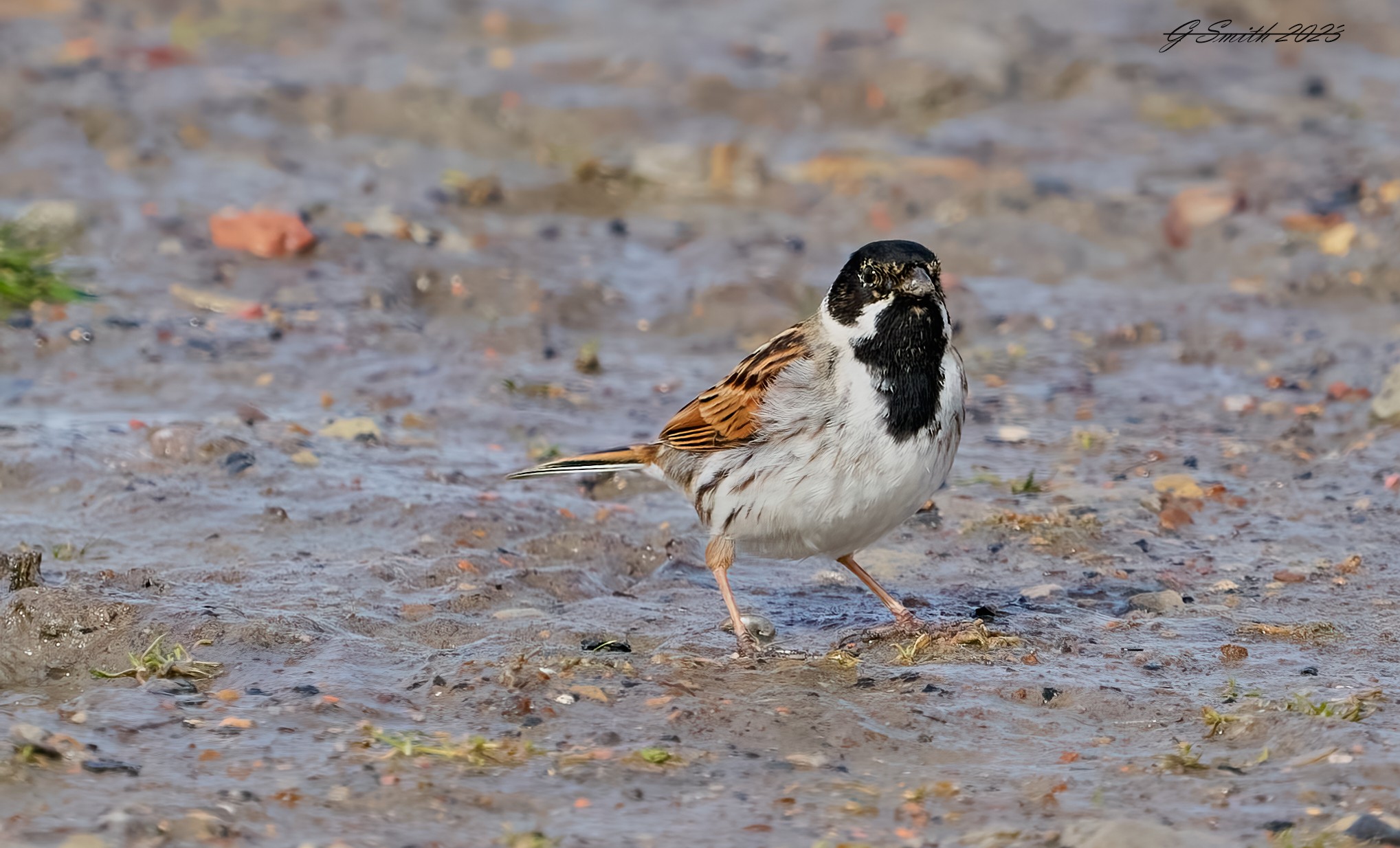 reed bunting 2023 5.jpg