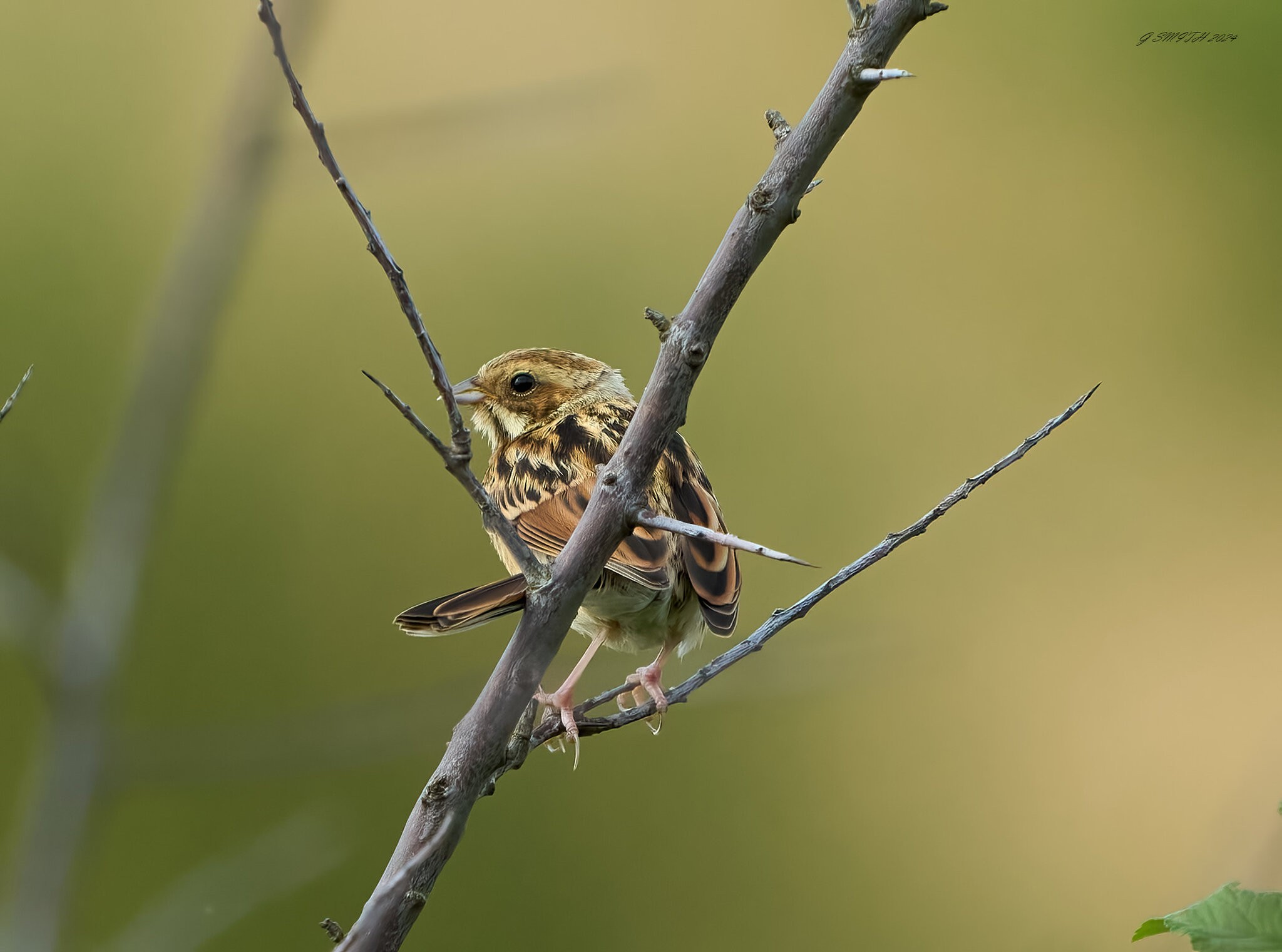 reed bunting  2024 1.jpg