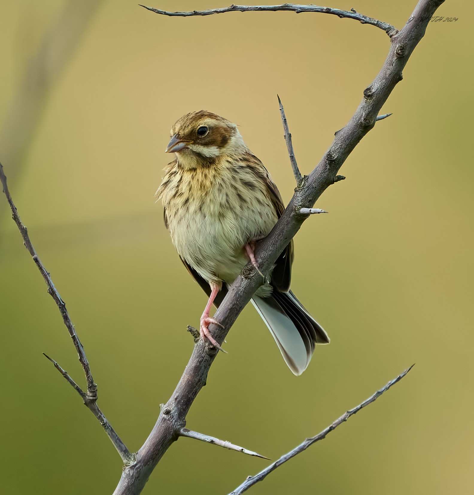 reed bunting 2024 8.jpg