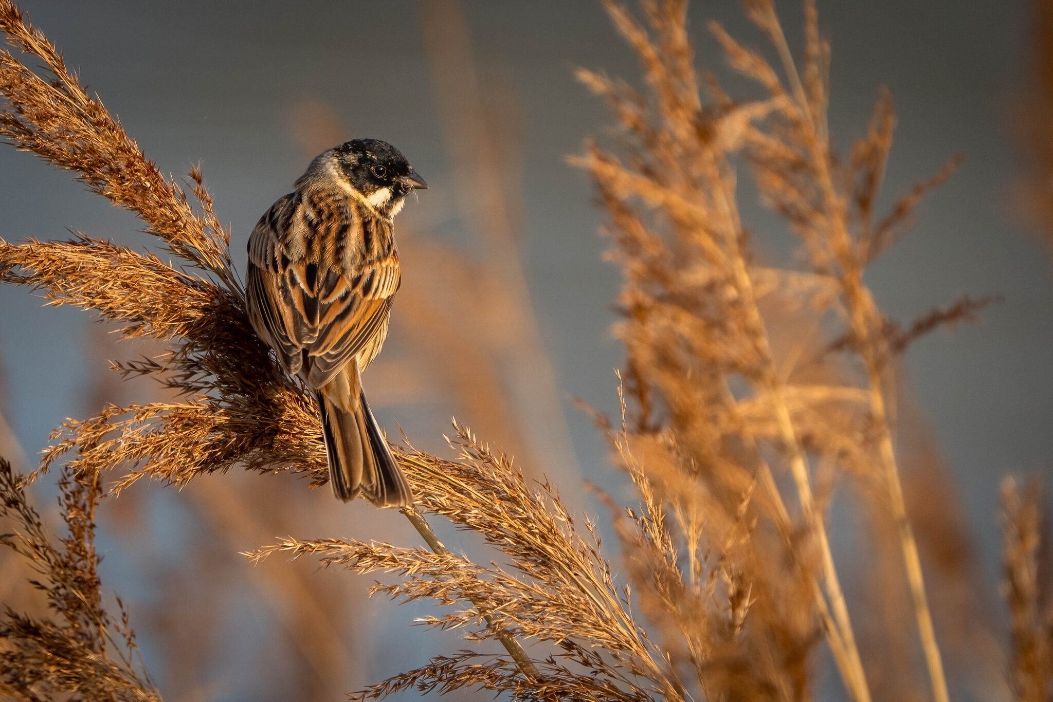 Reed Bunting