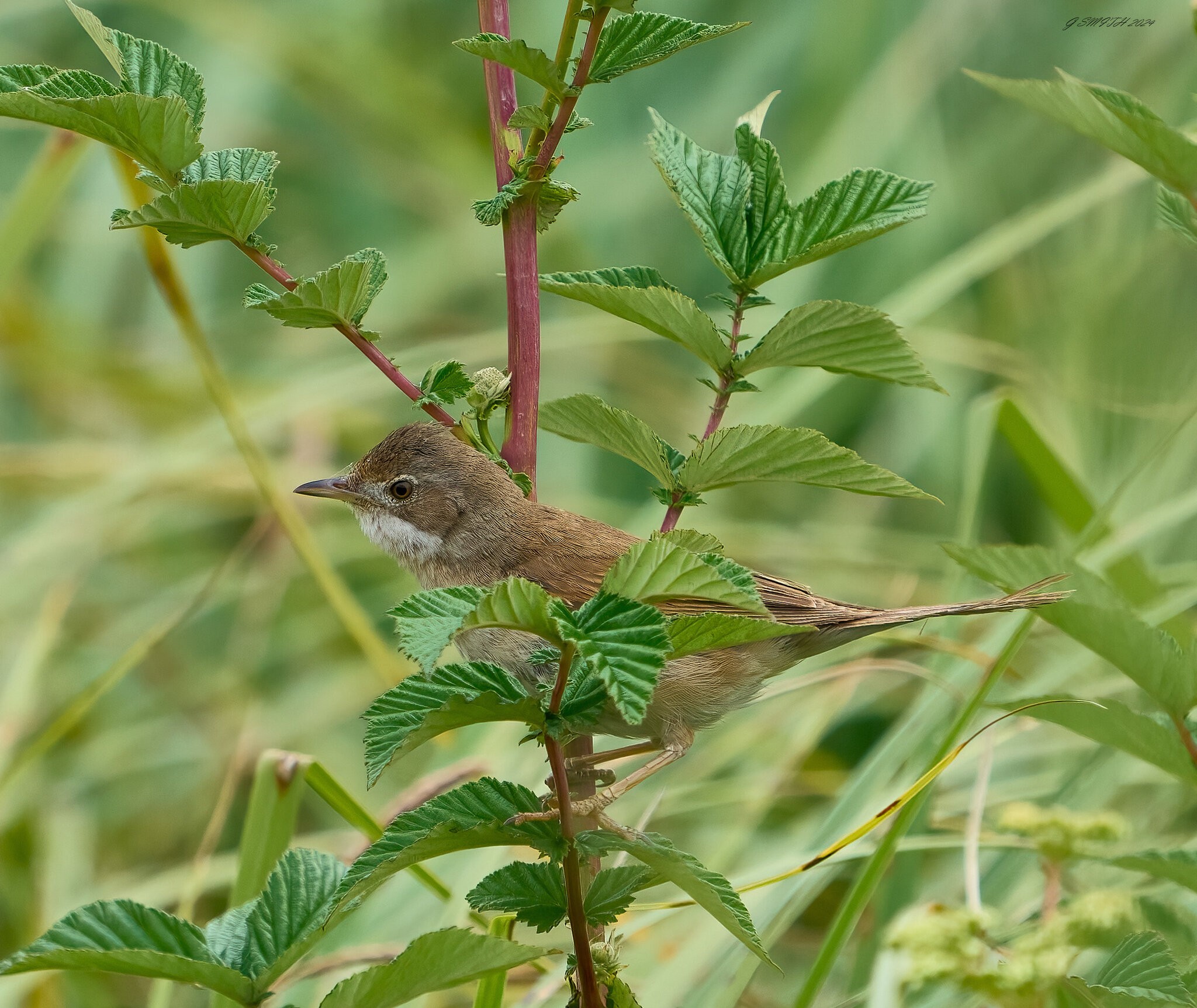 reed warbler 2024.jpg