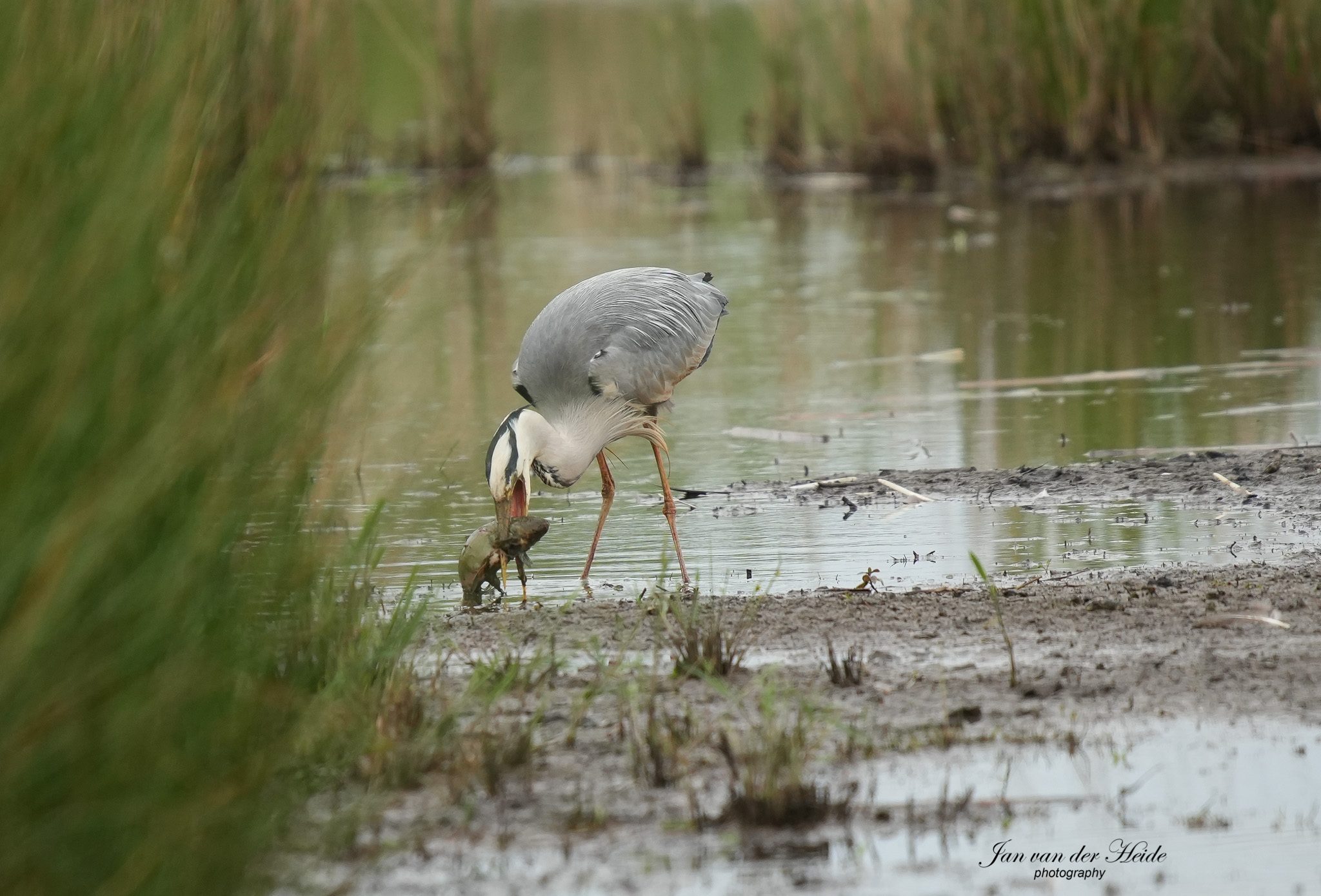 Reiger2.jpg