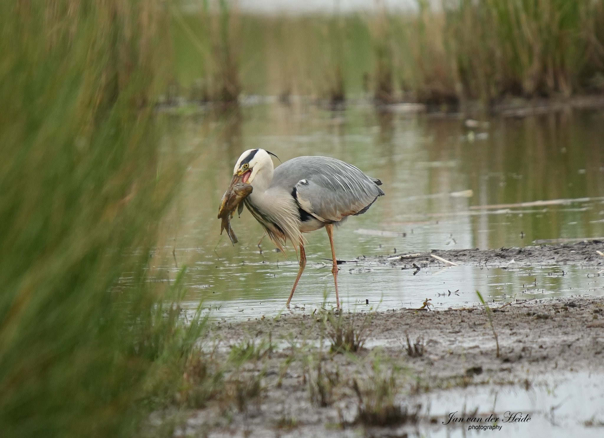 Reiger3.jpg