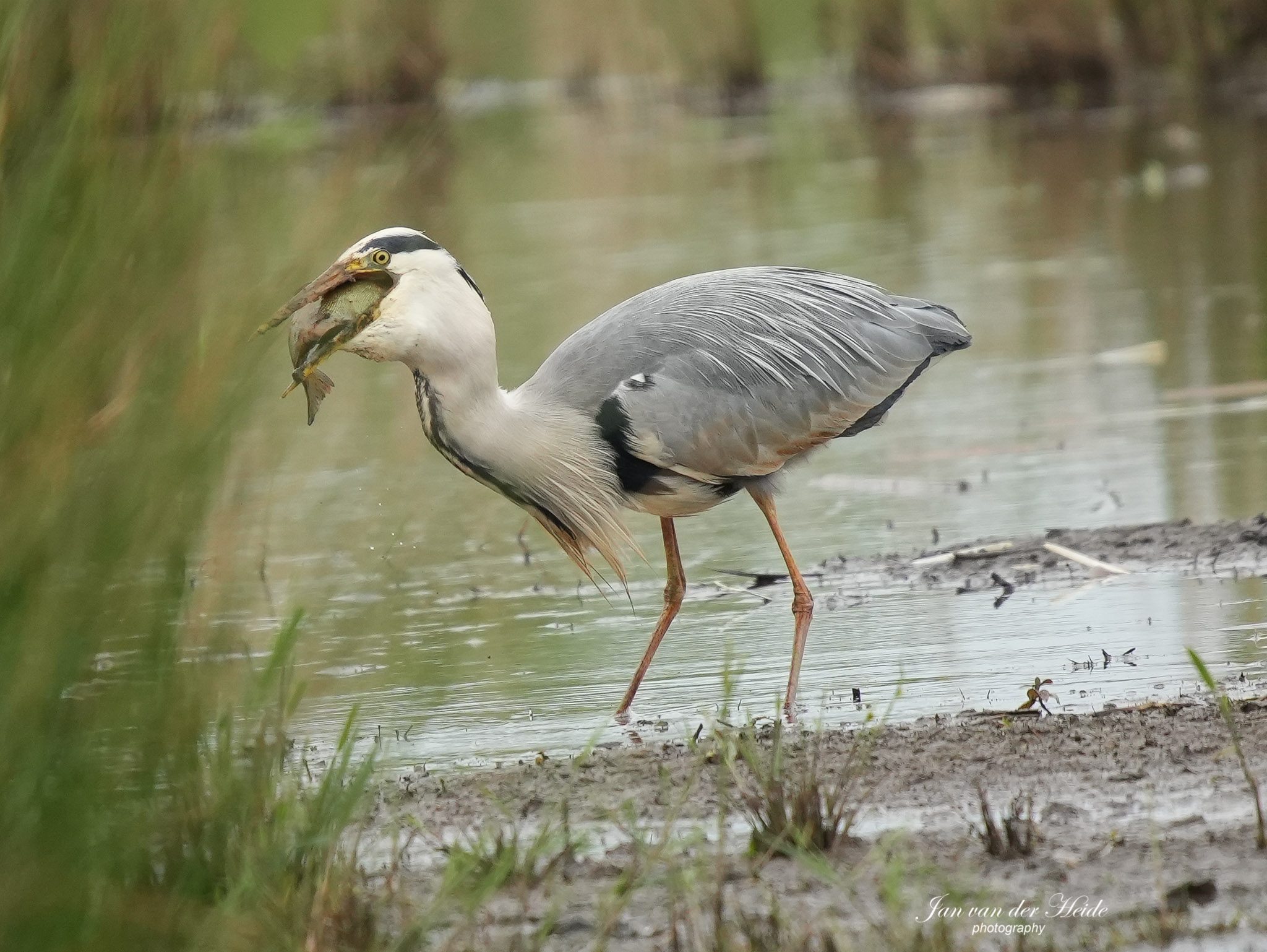 Reiger5.jpg