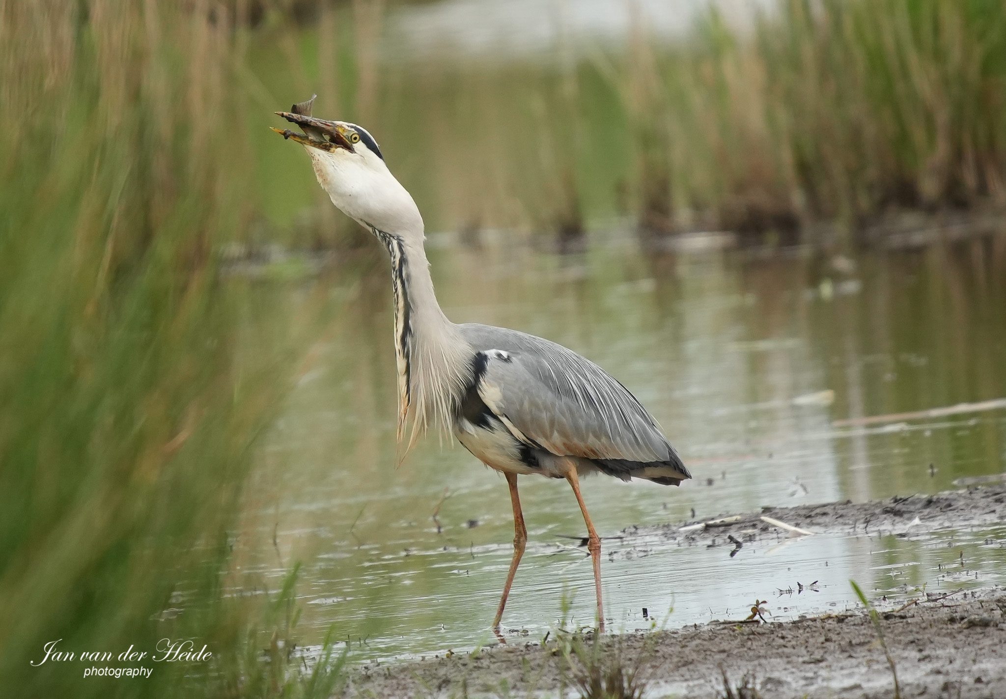 Reiger8.jpg