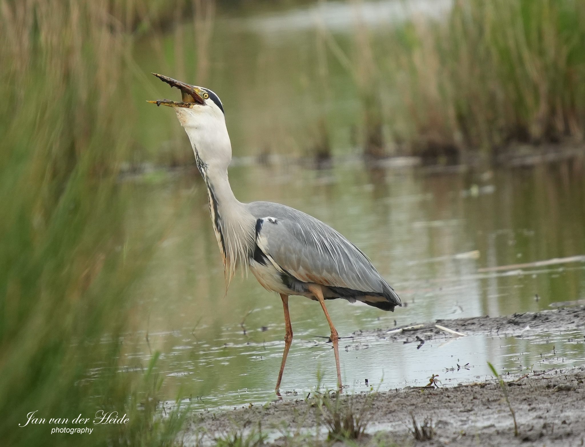 Reiger9.jpg