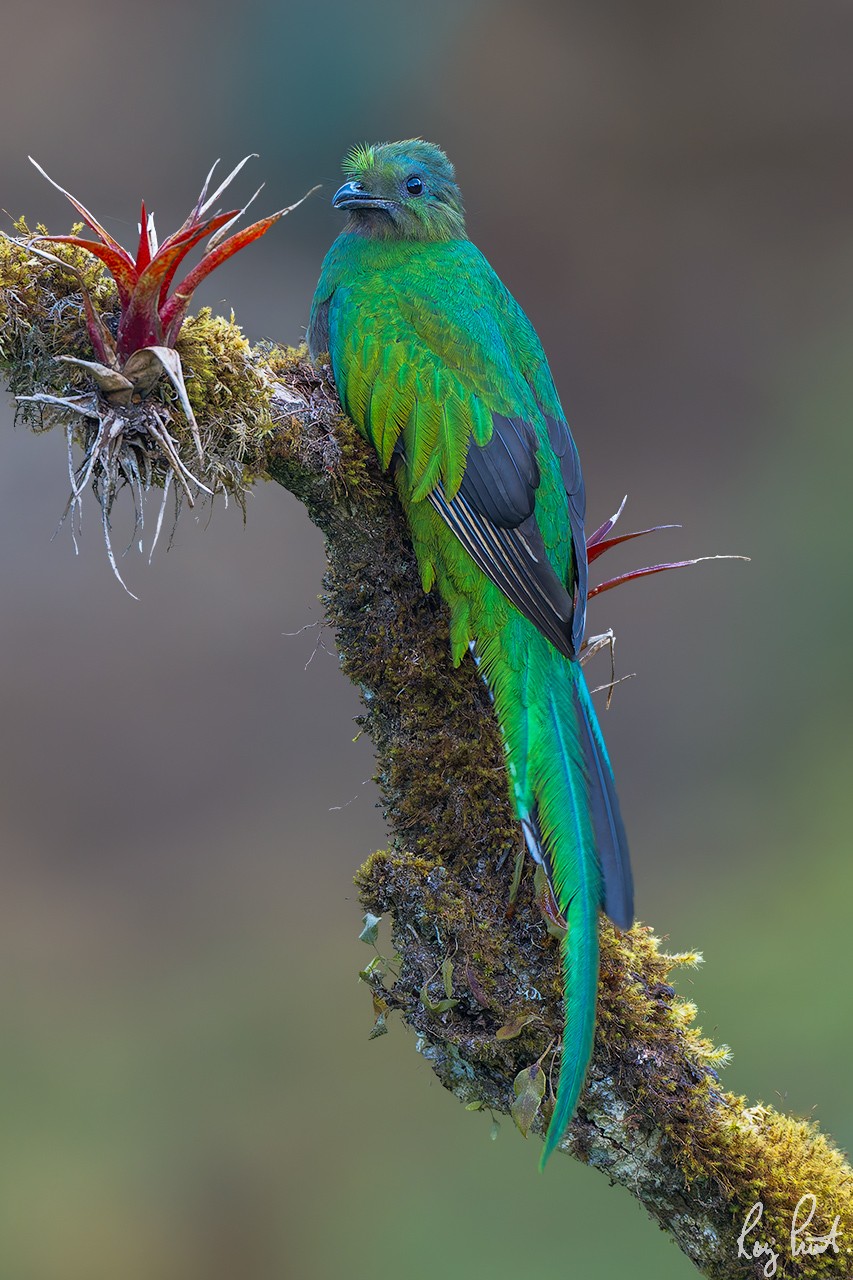 Resplendent-Quetzal-20461-ARW.jpg