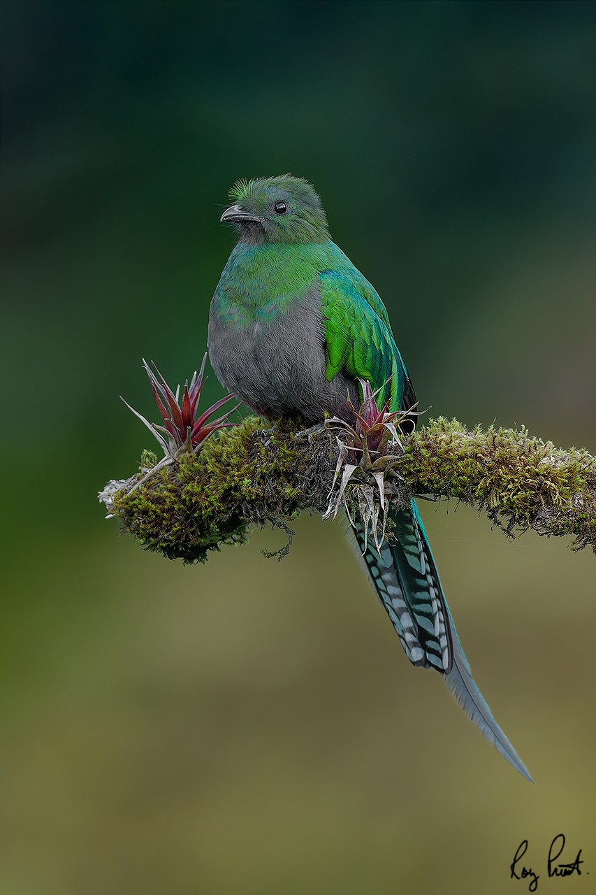 Resplendent-Quetzal-20561-ARW.jpg