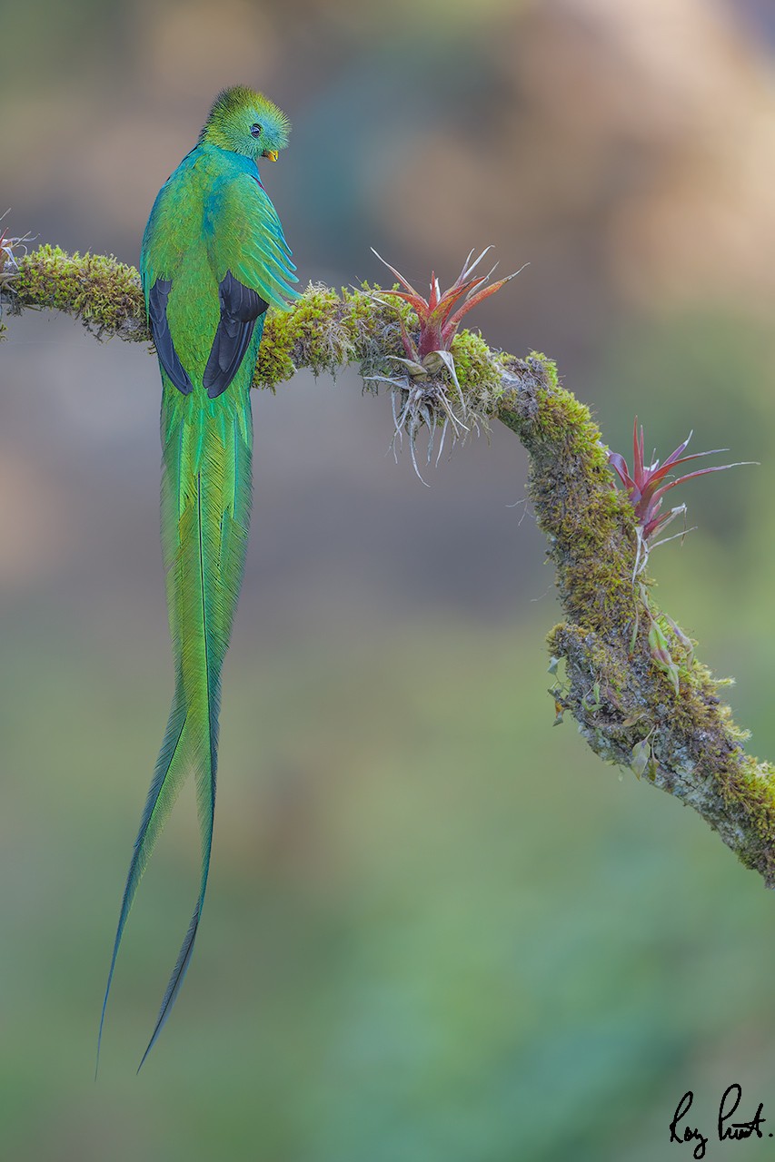 Resplendent-Quetzal-21183-ARW.jpg