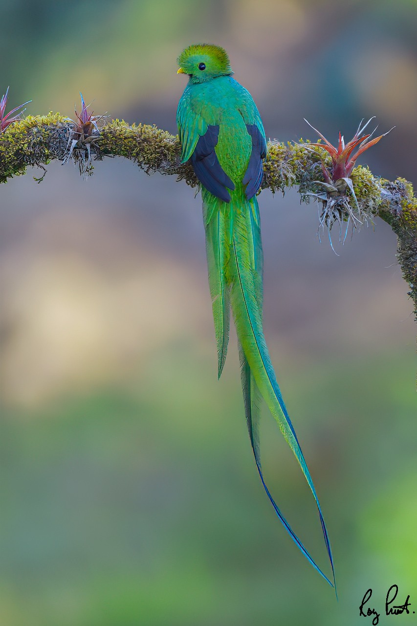 Resplendent-Quetzal-21869-ARW.jpg