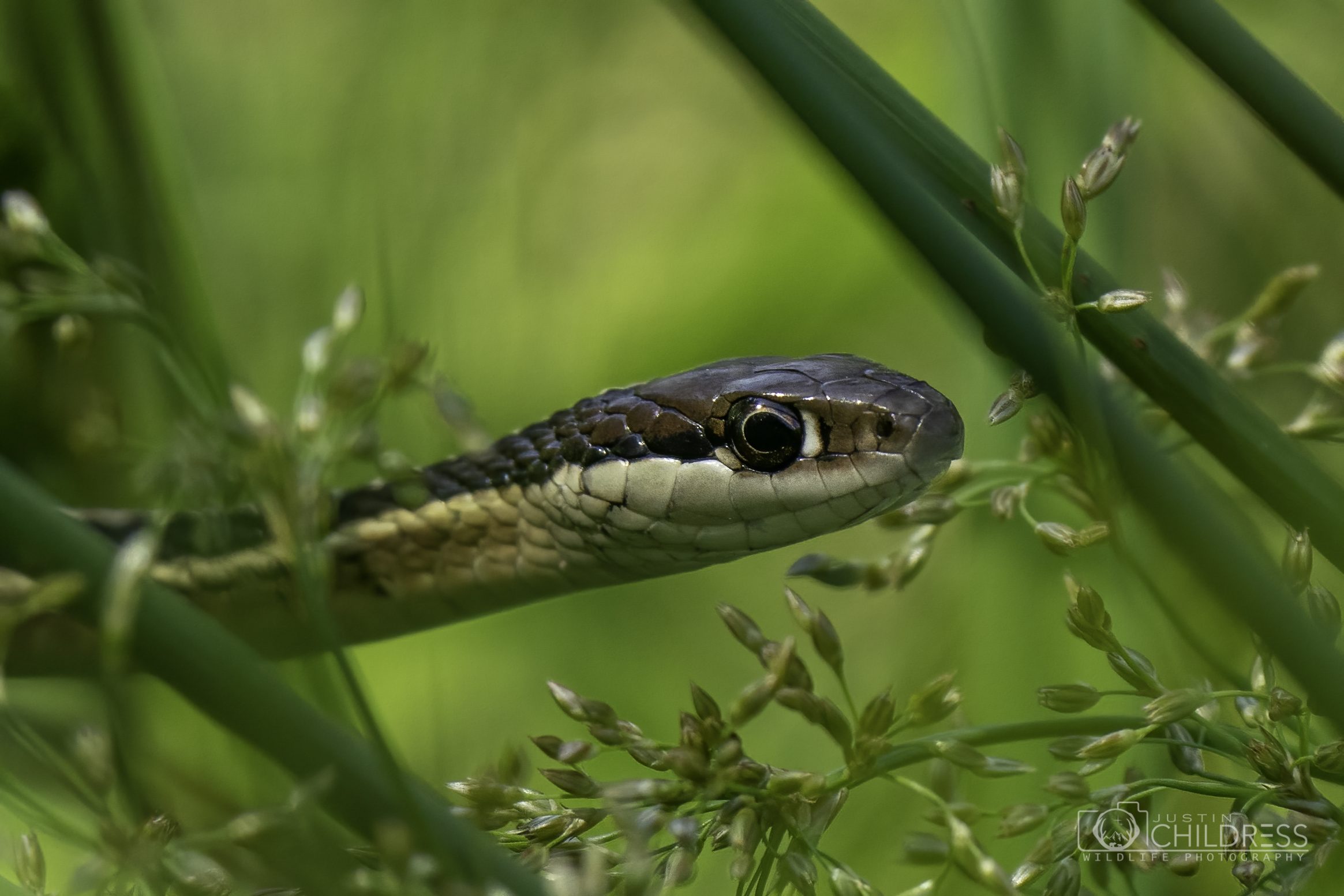 Ribbon Snake