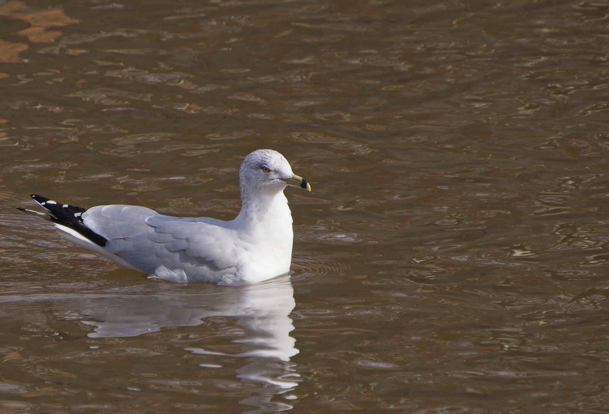 Ring-Billed Gull Visits the Lake.jpeg