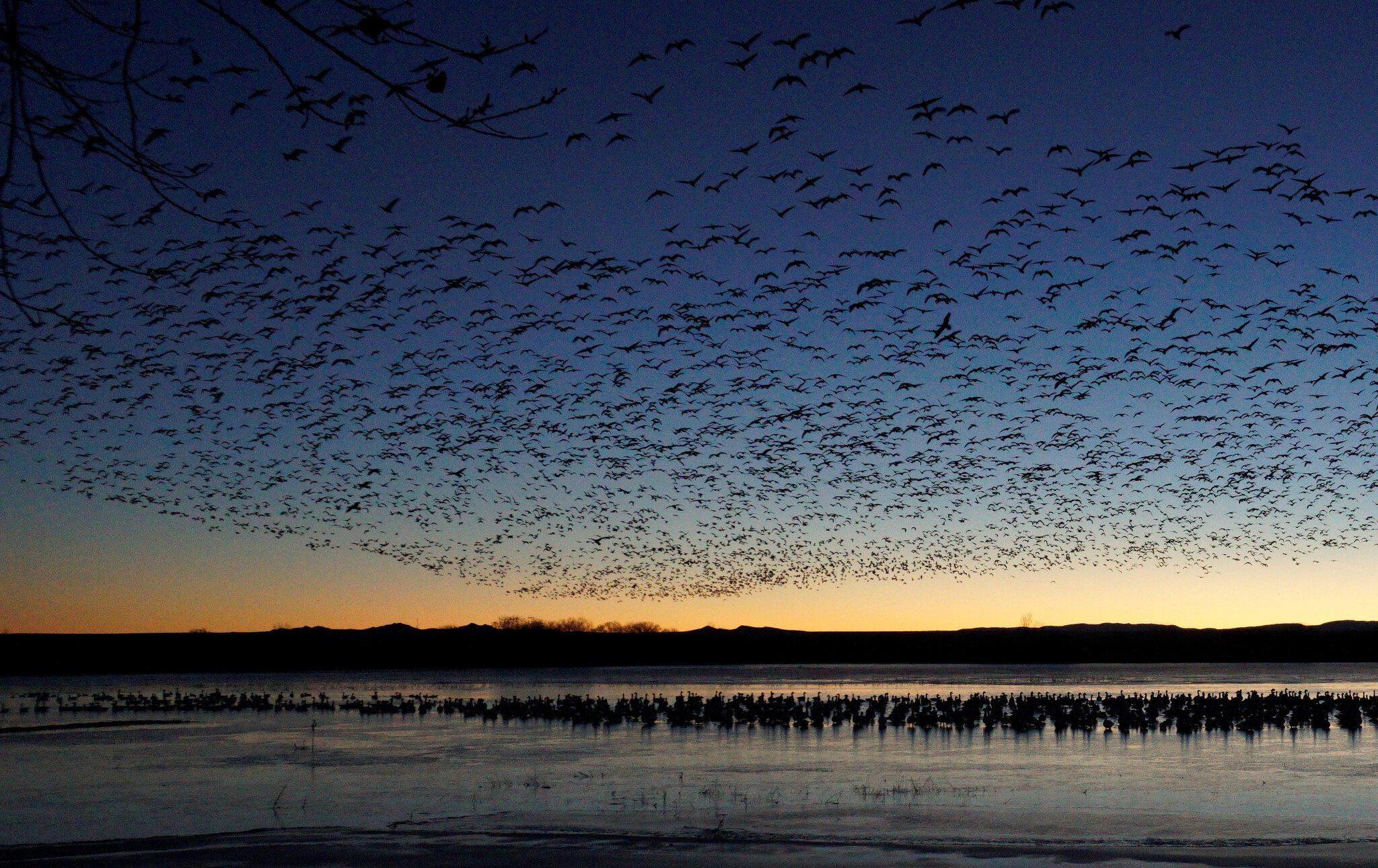 Rising Snow Geese at Basque del Apache