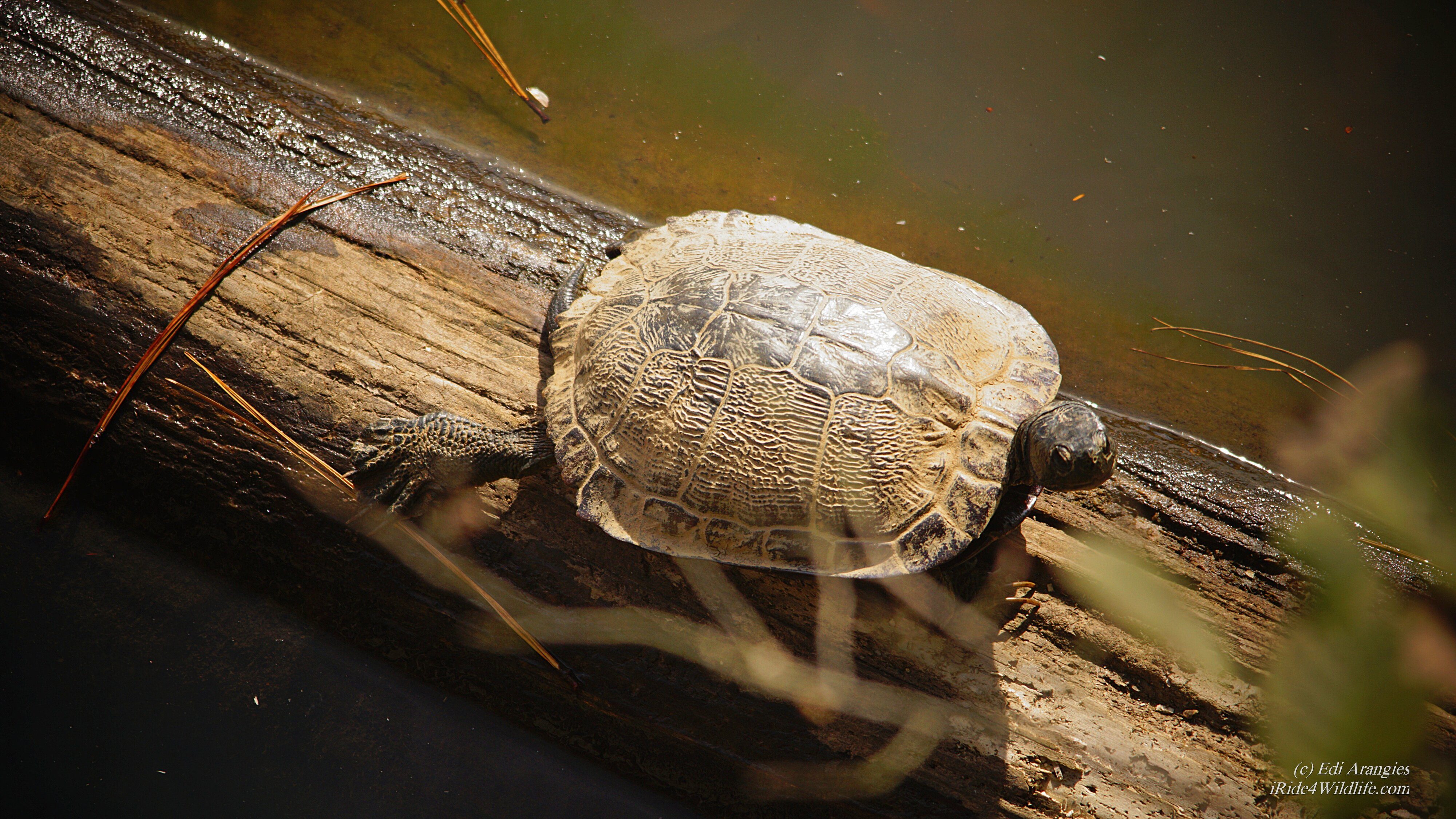 River Cooter Basking