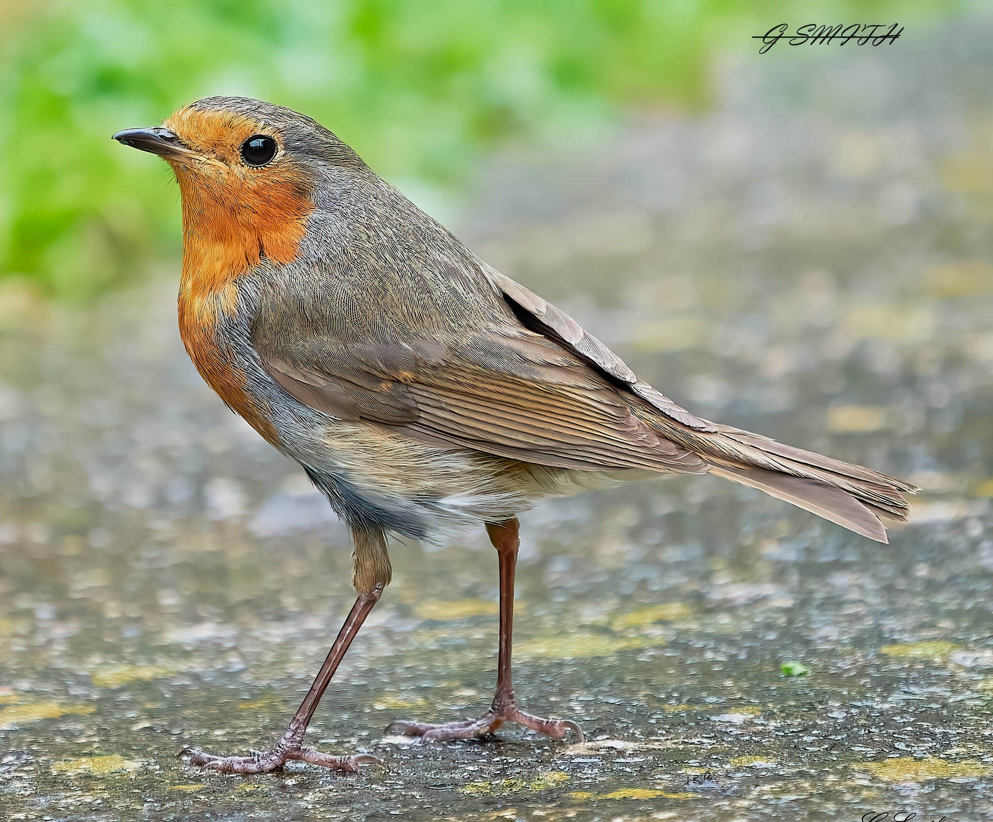 robin 2021 28.jpg