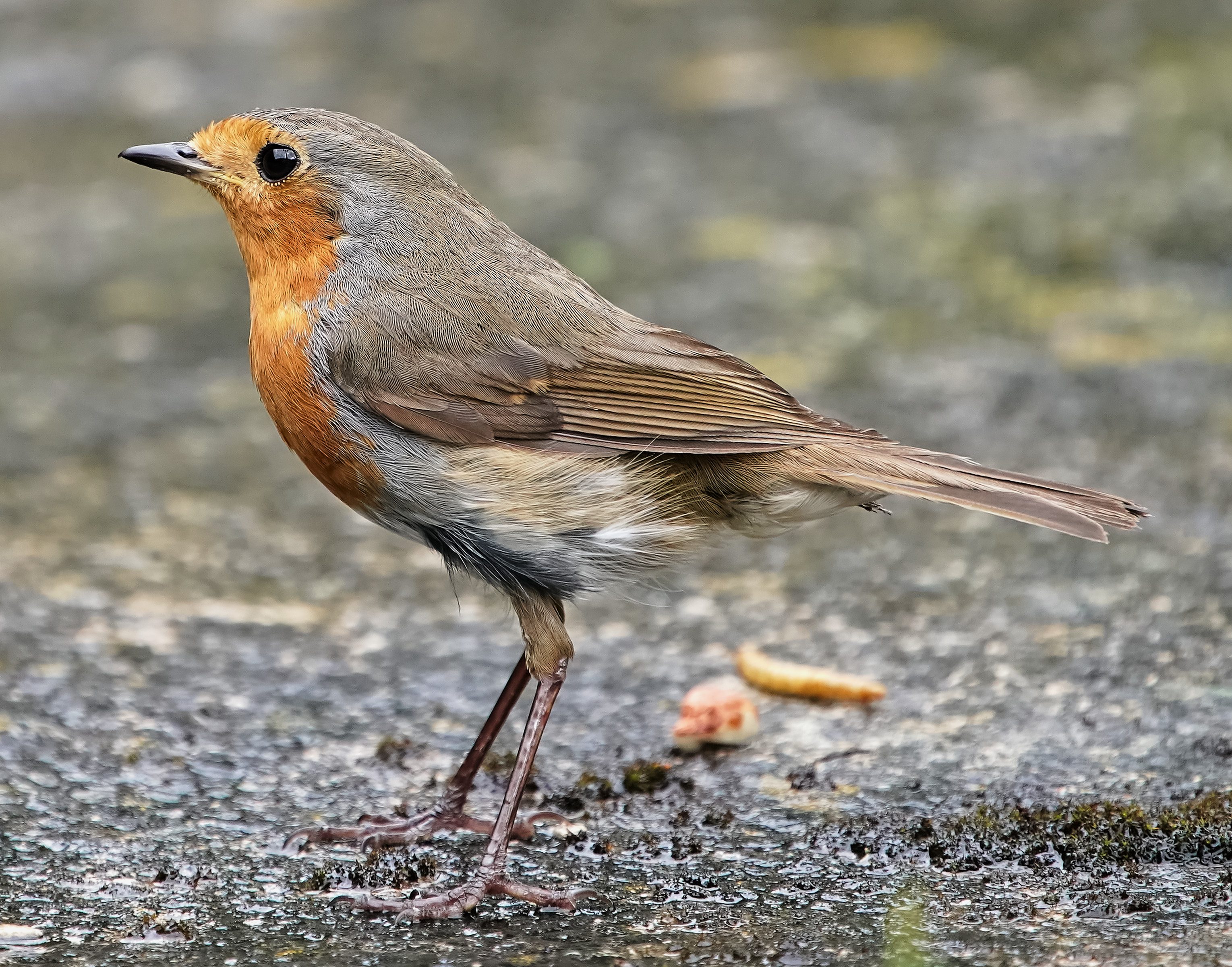 robin 2021 a9 200-600 + 1.4 _11.jpg