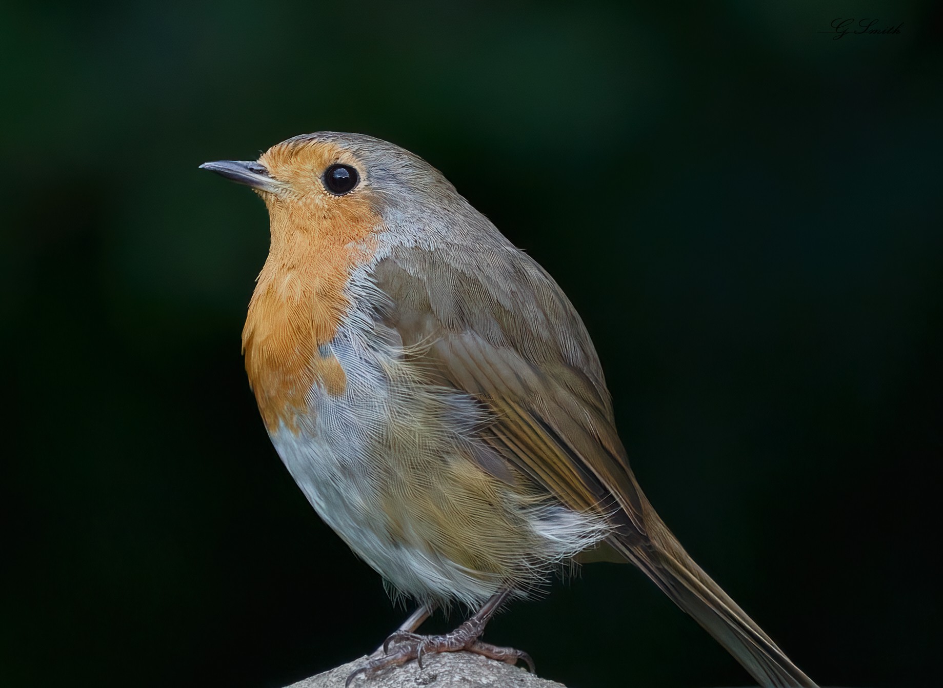 robin 2022 129.jpg