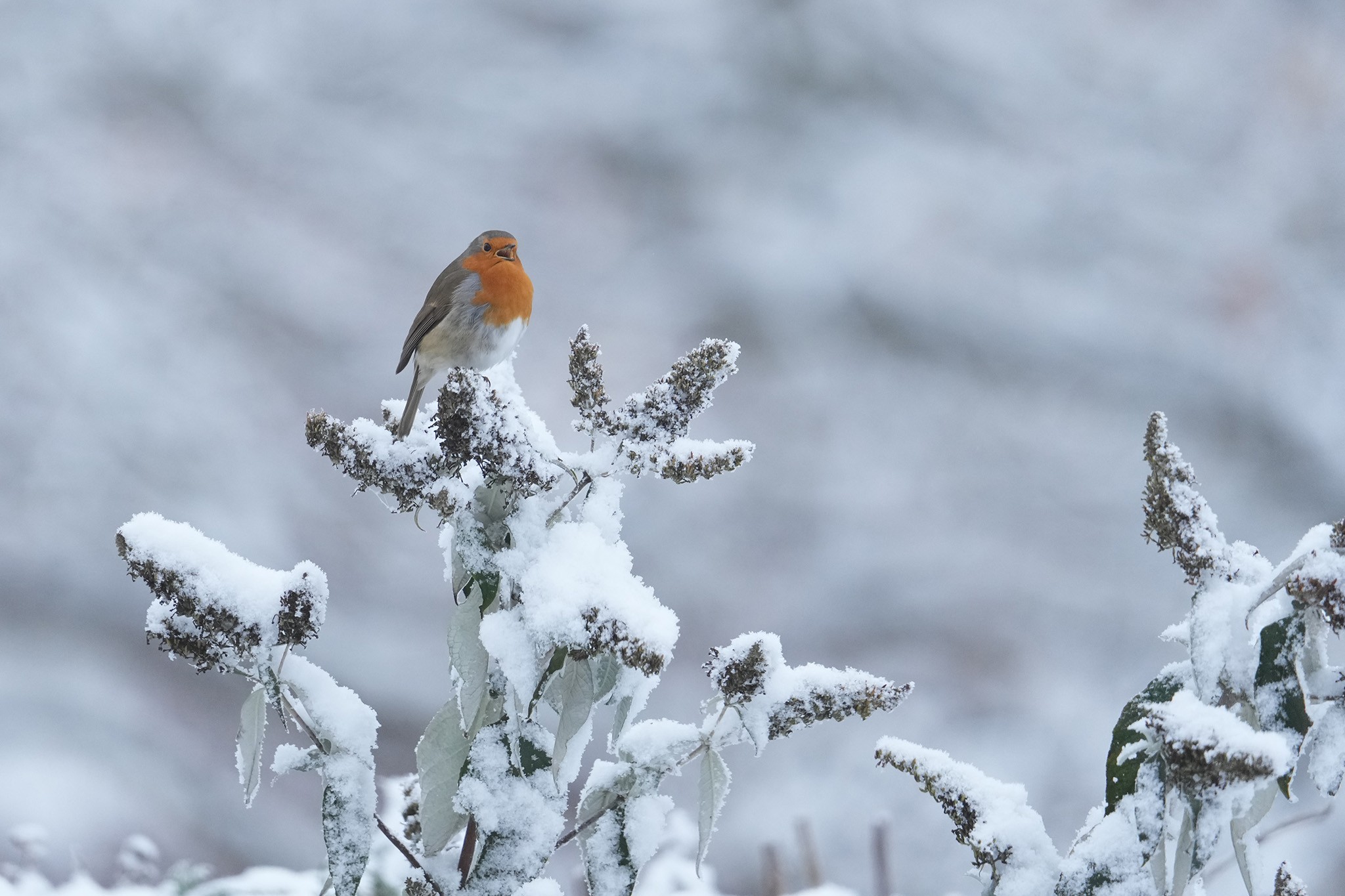 Robin-DSC08012-2048px.jpg