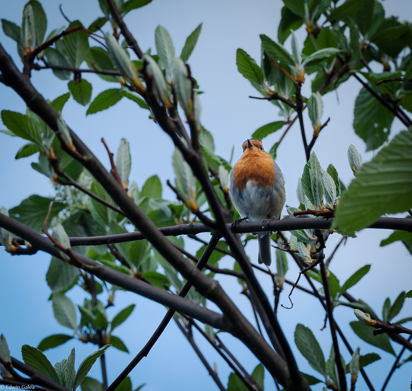 robin redbreast-3.jpg