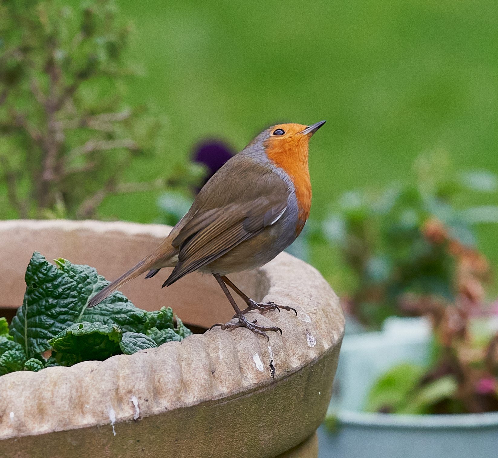 robin  regular 4.jpg