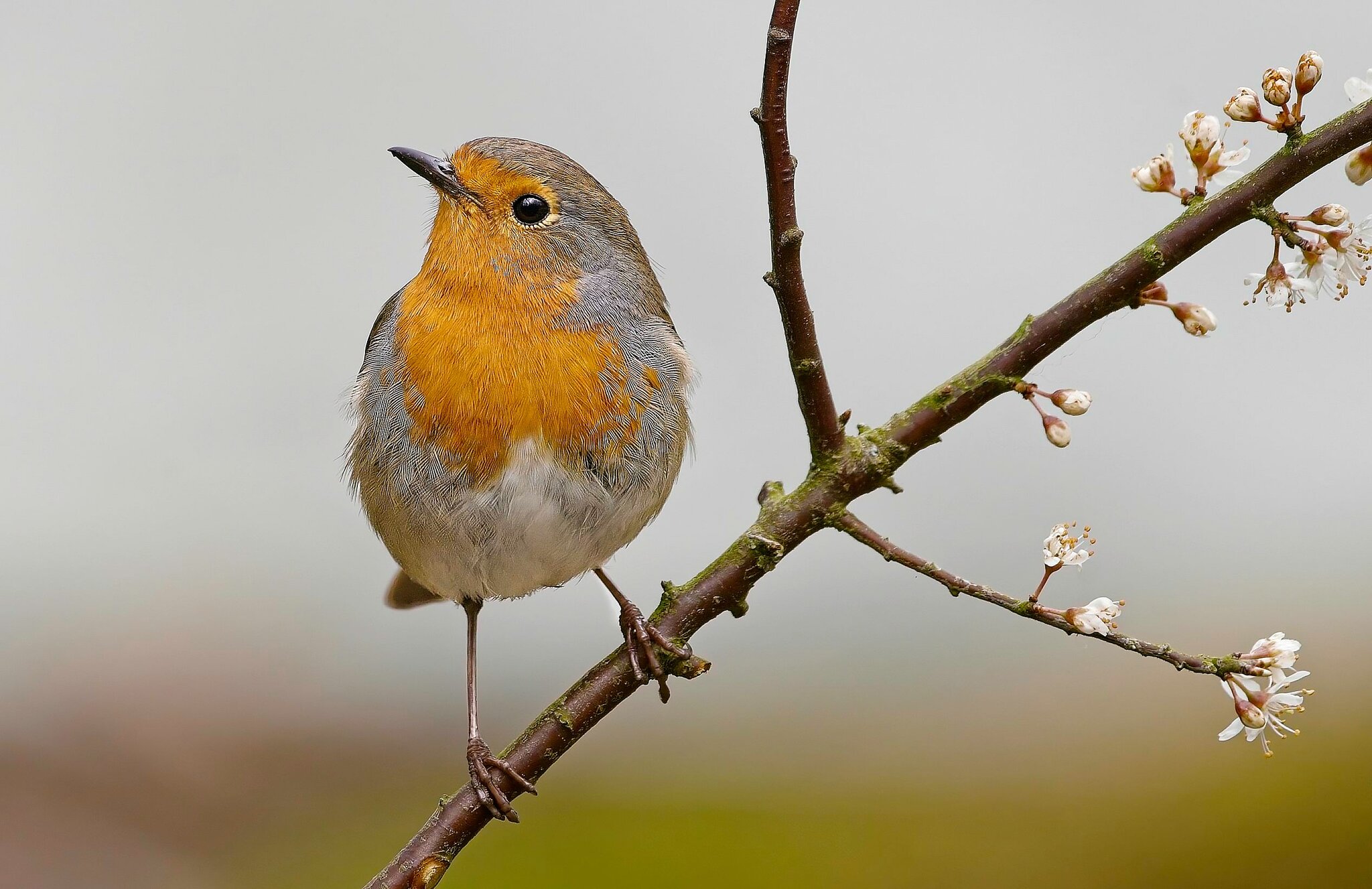 Robin_2 on a Branch.jpg