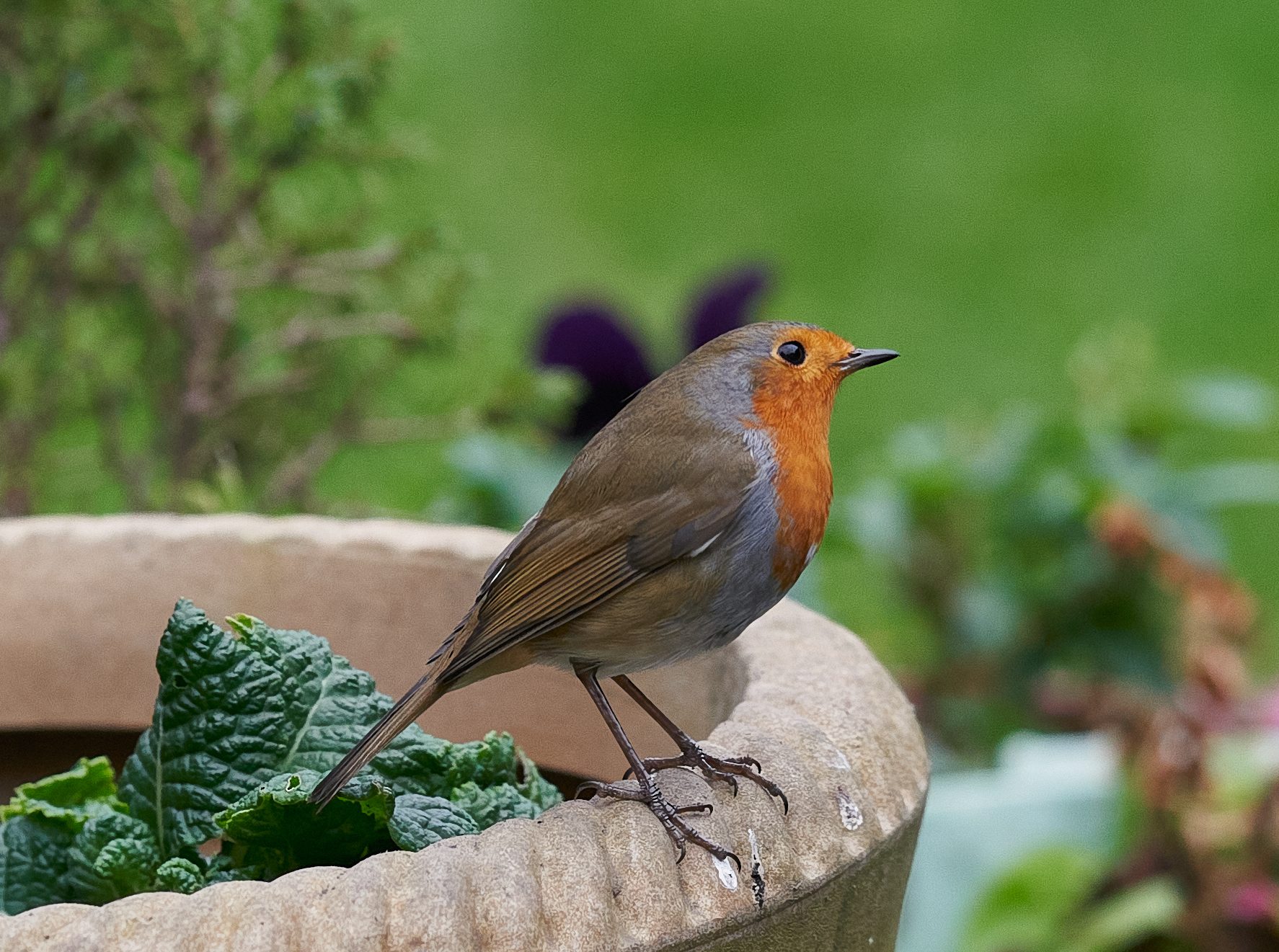 robins  a9 300 g a9 lea51.jpg