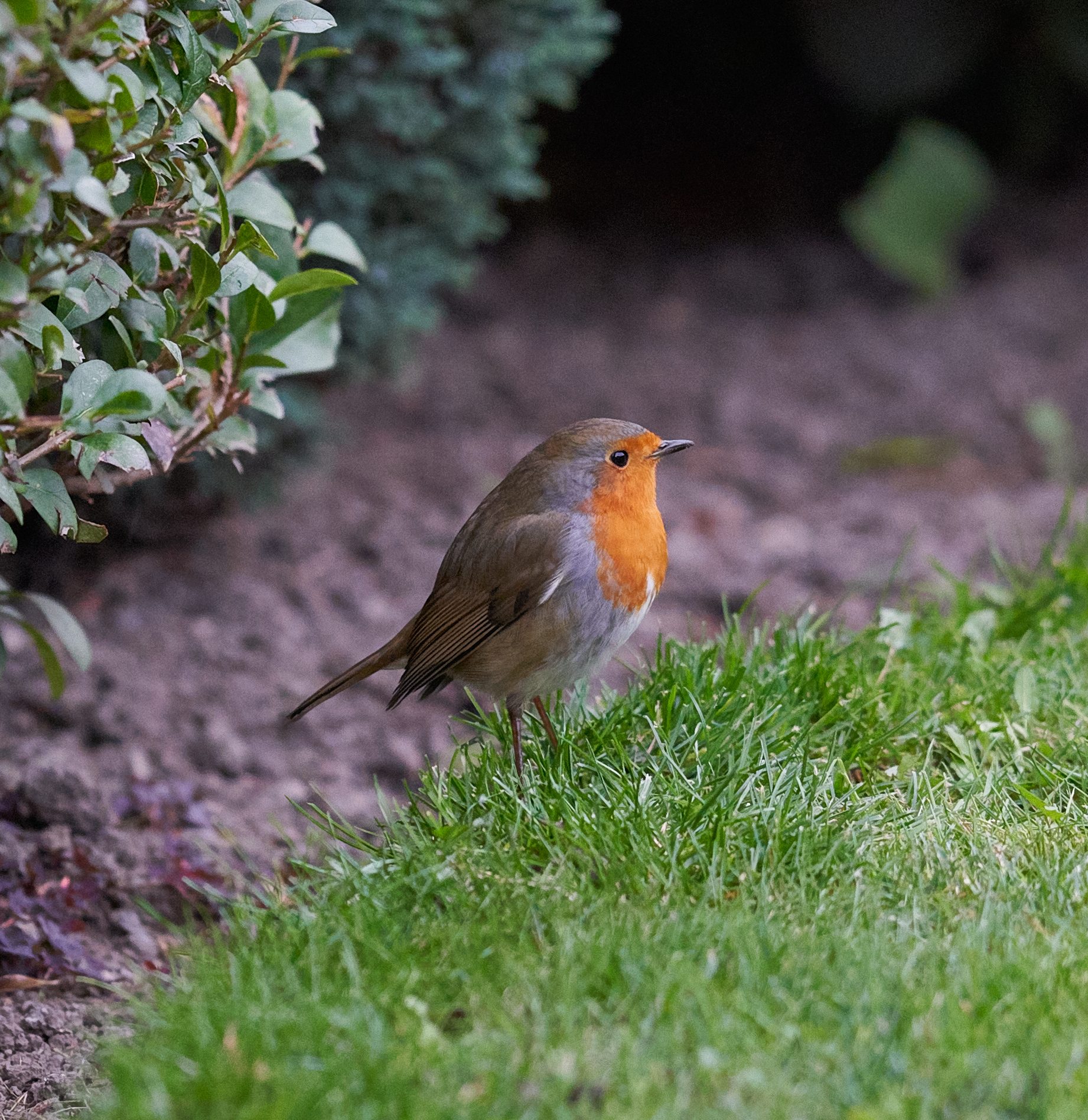 robins regular visitor 5.jpg