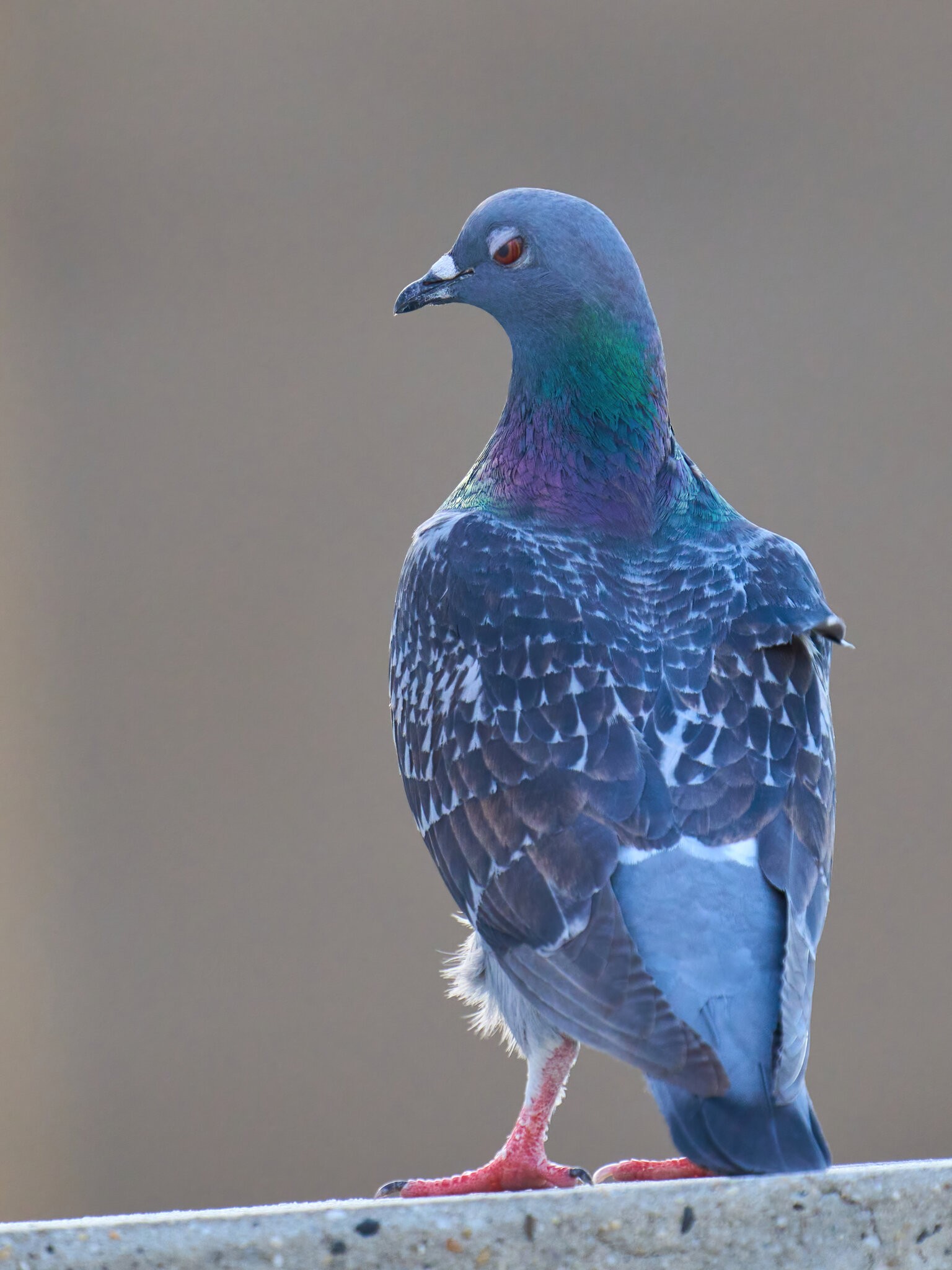 Rock Pigeon - Wilmington - 06152021 - 01 -DN.jpg