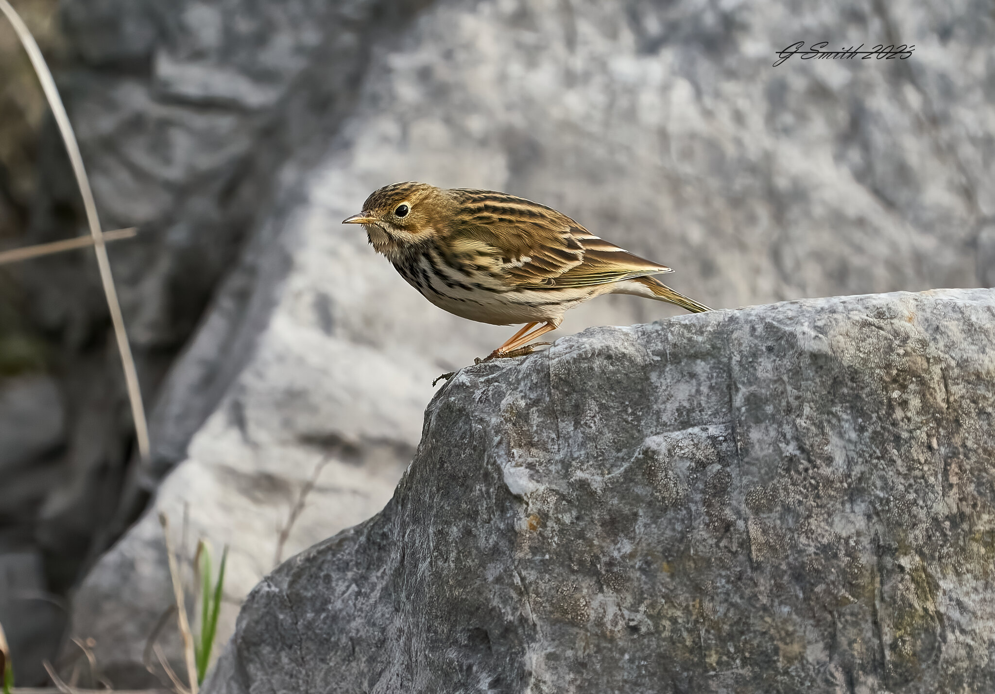 rock pipit 2023 2.jpg