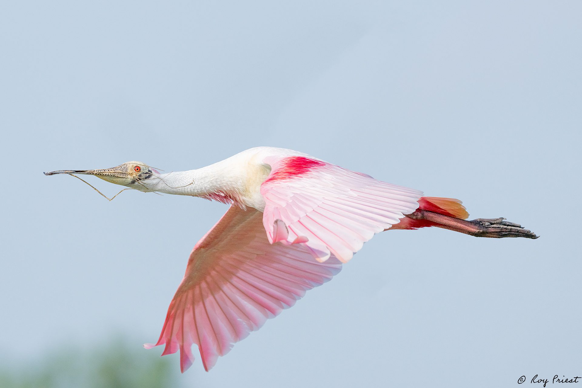 Roseatte-Spoonbill-A1_ROY-0083.jpg