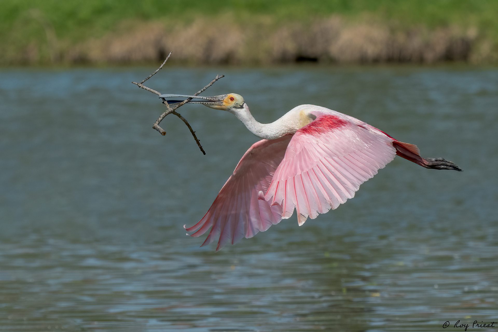 Roseatte-Spoonbill-A1_ROY-1042.jpg