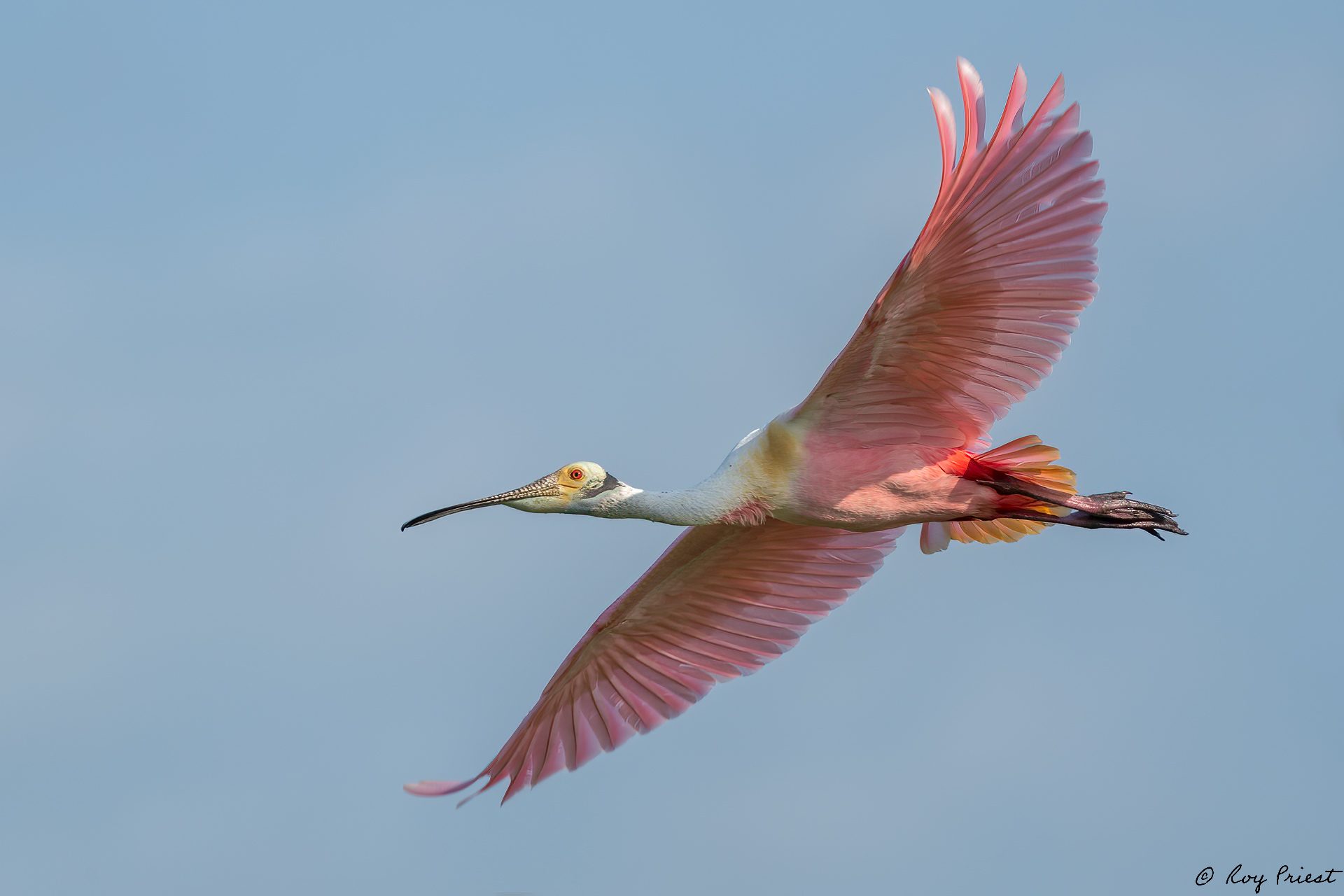 Roseatte-Spoonbill-A1_ROY-3065.jpg