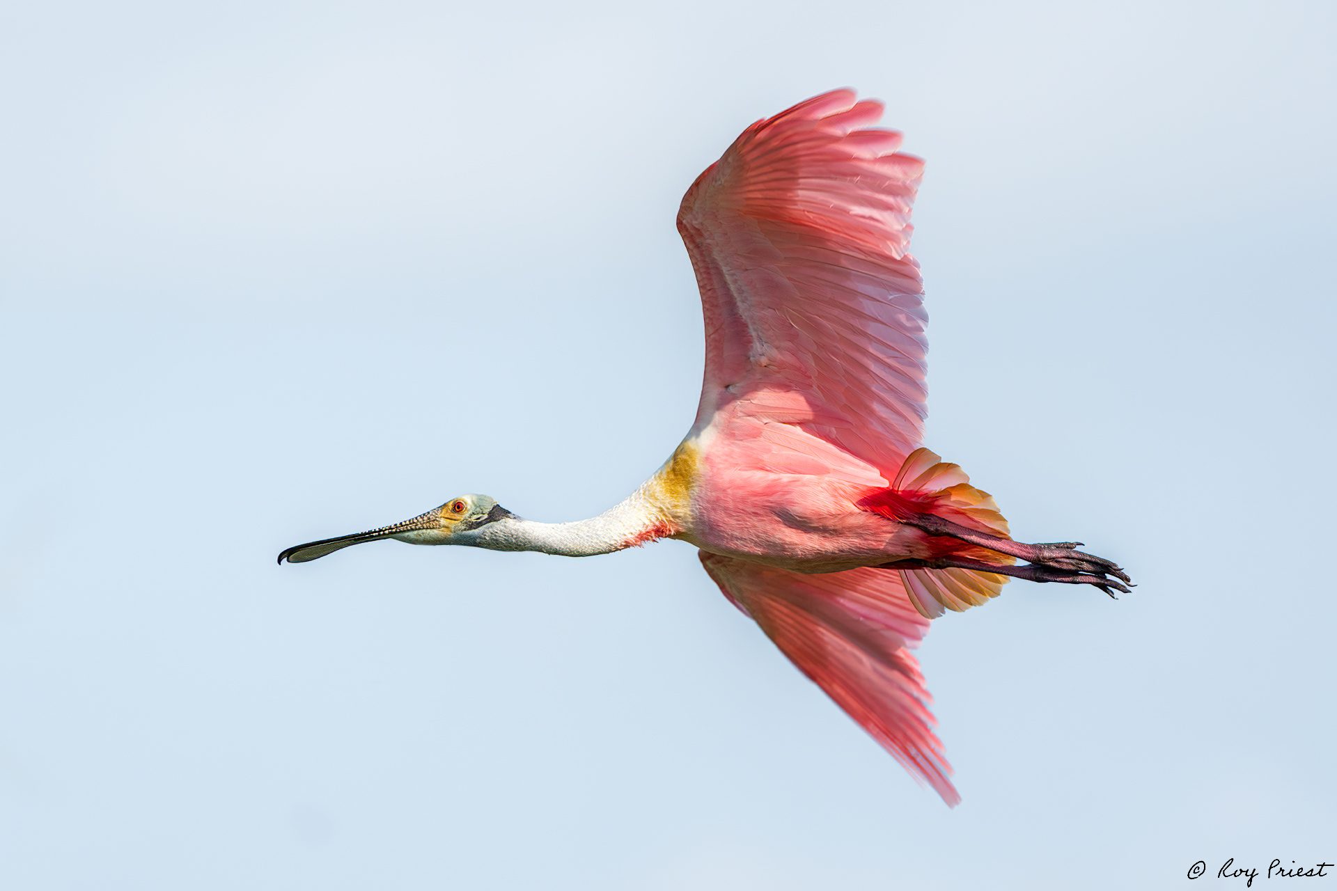 Roseatte-Spoonbill-A1_ROY-3068.jpg