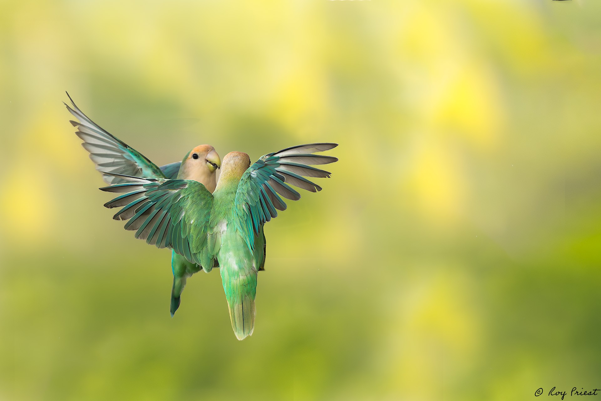 Rosy-faced Lovebird_RP25344.jpg