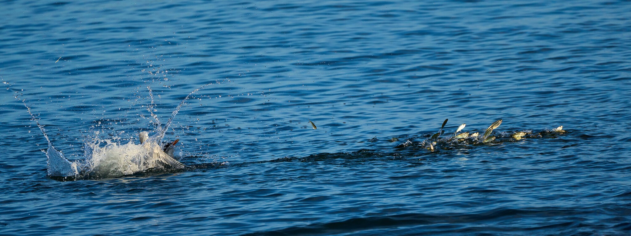 Royal Tern - Ponce PR 03092023 - 02.jpg