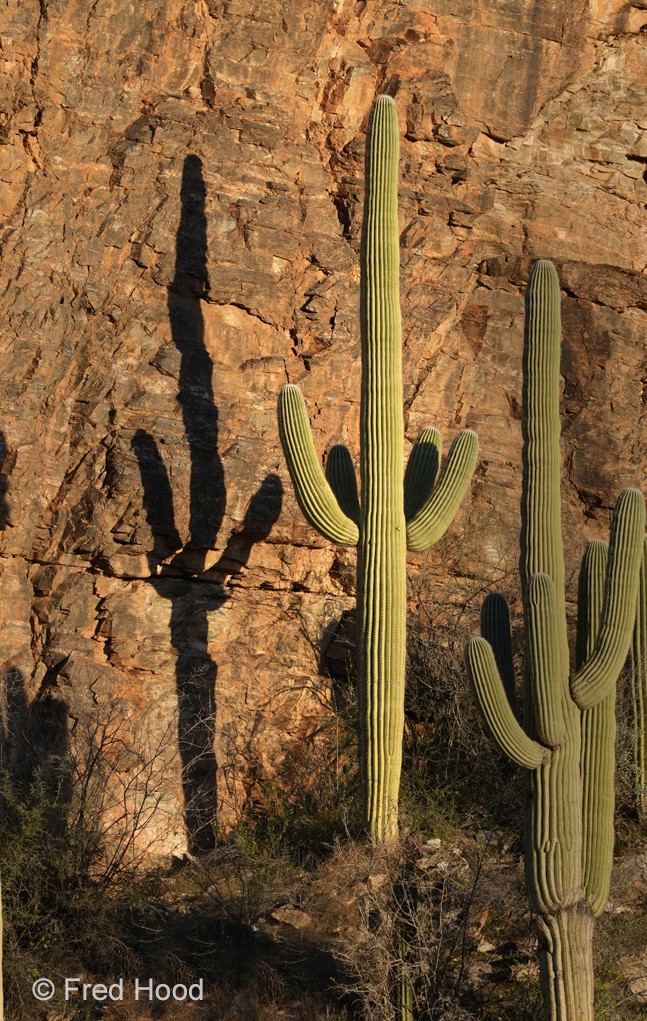 Sabino Canyon S5654.jpg