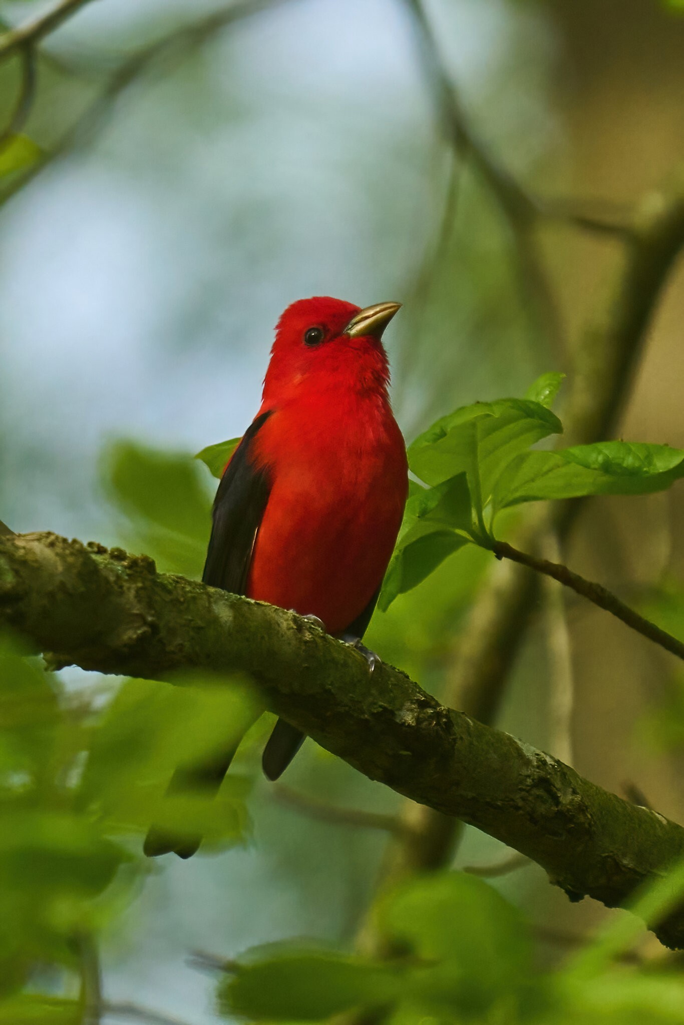 Scarlet Tanager - Cataldi - 05062023 - 03-DN.jpg