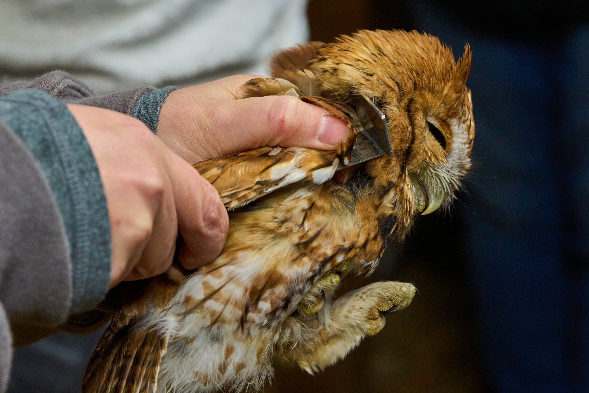 Screech Owl - Rushton Farm - 11152024 - 02.jpg