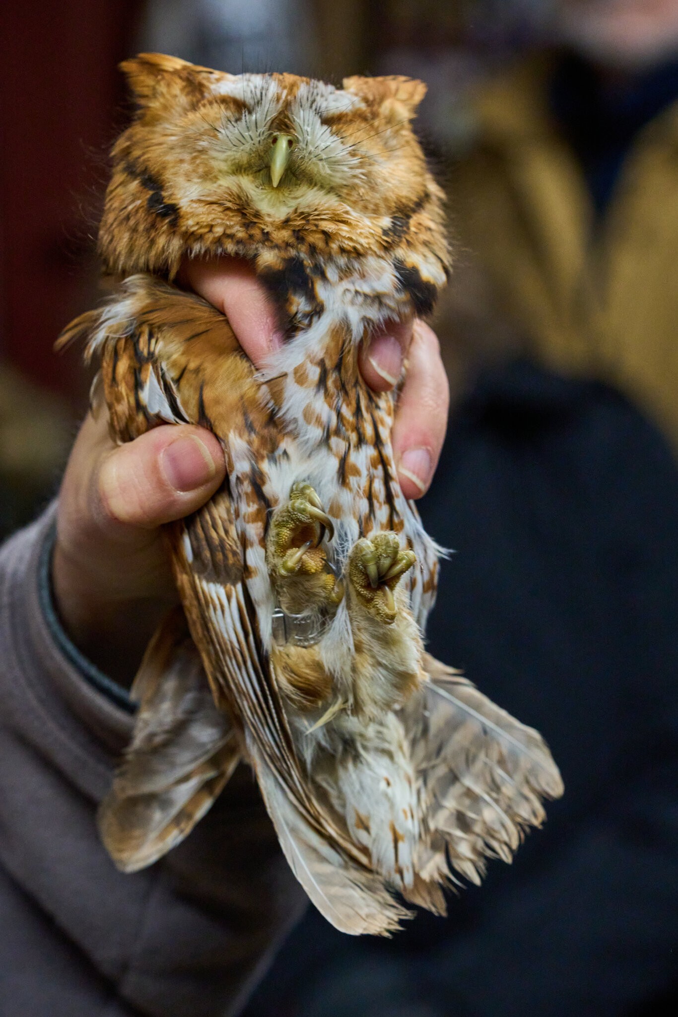 Screech Owl - Rushton Farm - 11152024 - 09.jpg