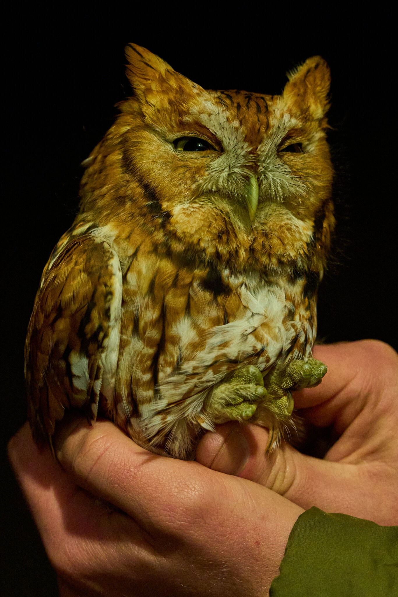 Screech Owl - Rushton Farm - 11152024 - 13.jpg