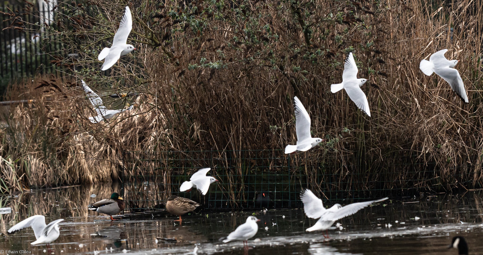 seagull_flight-1.jpg