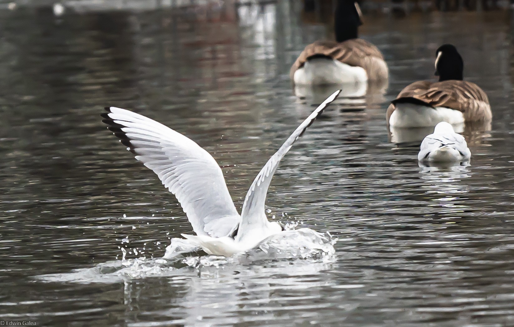 seagull_landed3-2.jpg