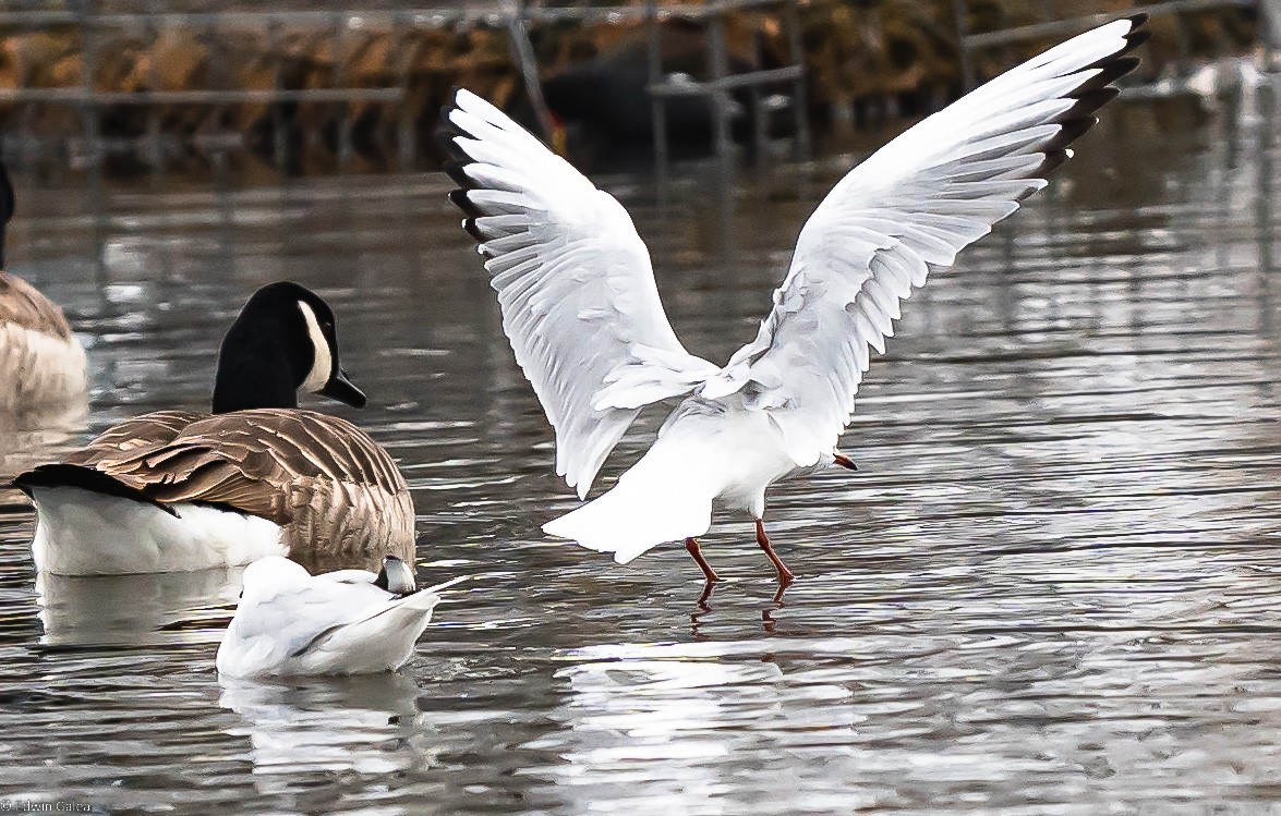 seagull_landed4-2.jpg